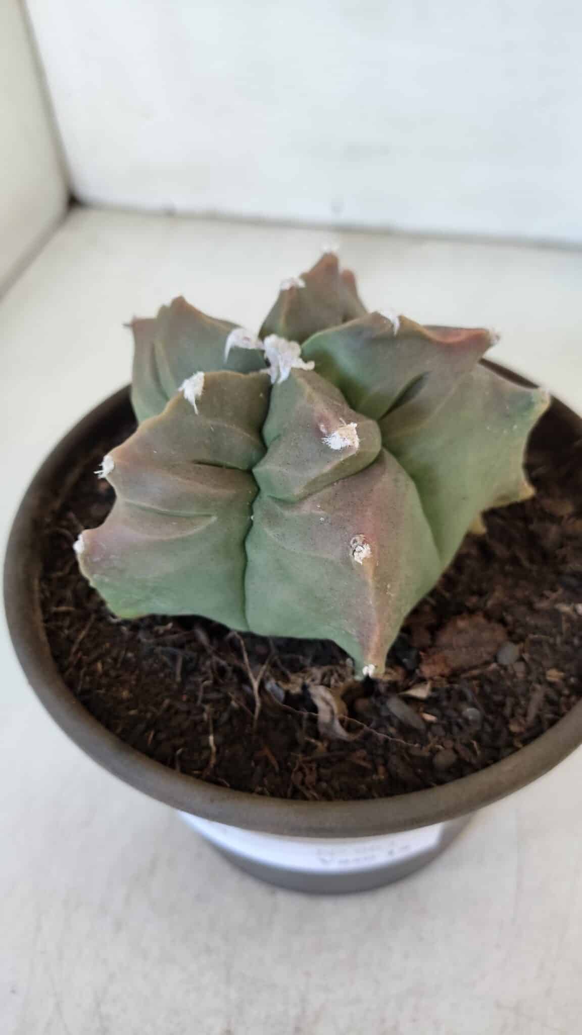 ASTROPHYTUM cv KIKKO  Nº 963 – vaso 15