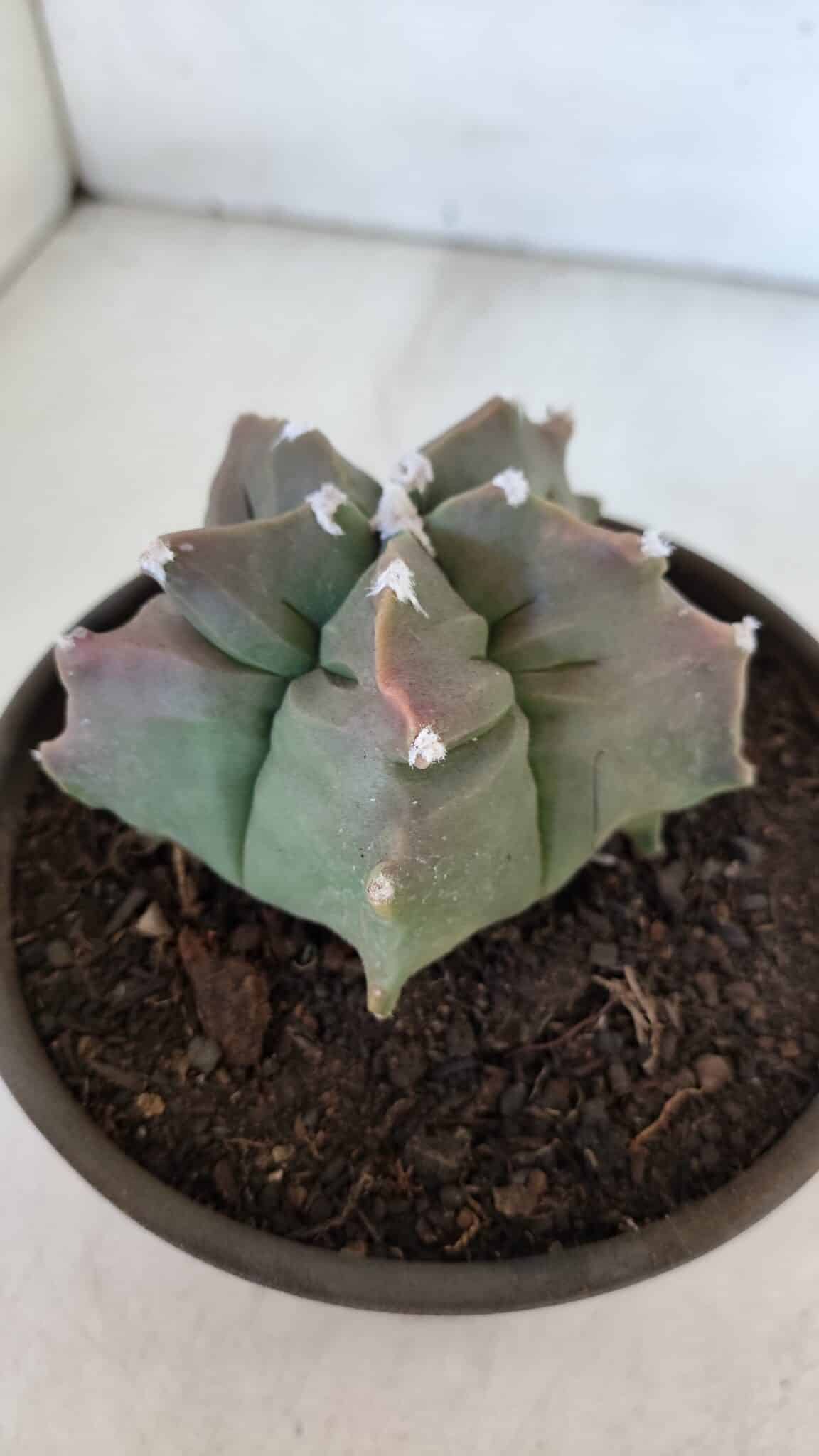 ASTROPHYTUM cv KIKKO  Nº 963 – vaso 15