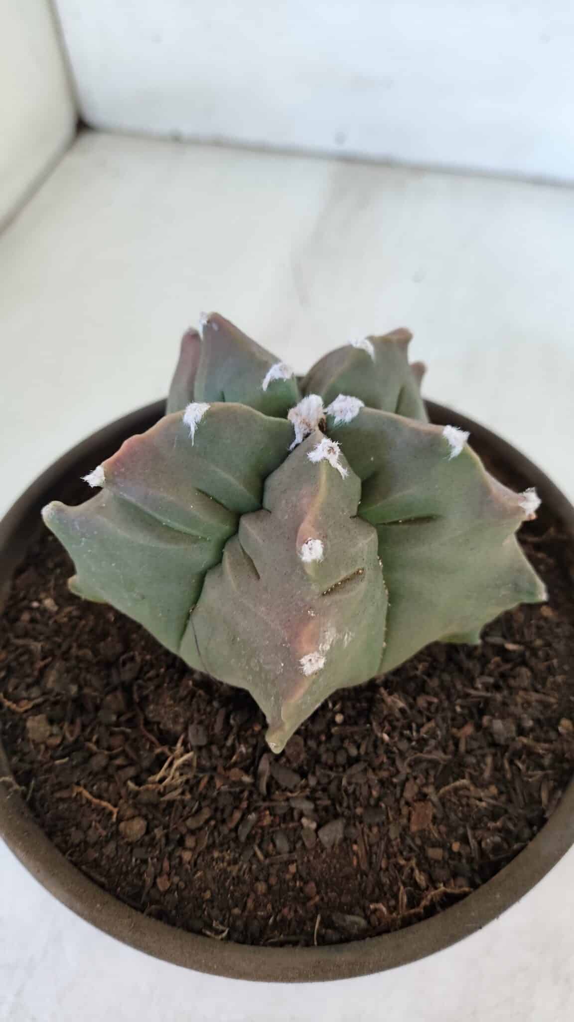 ASTROPHYTUM cv KIKKO  Nº 963 – vaso 15