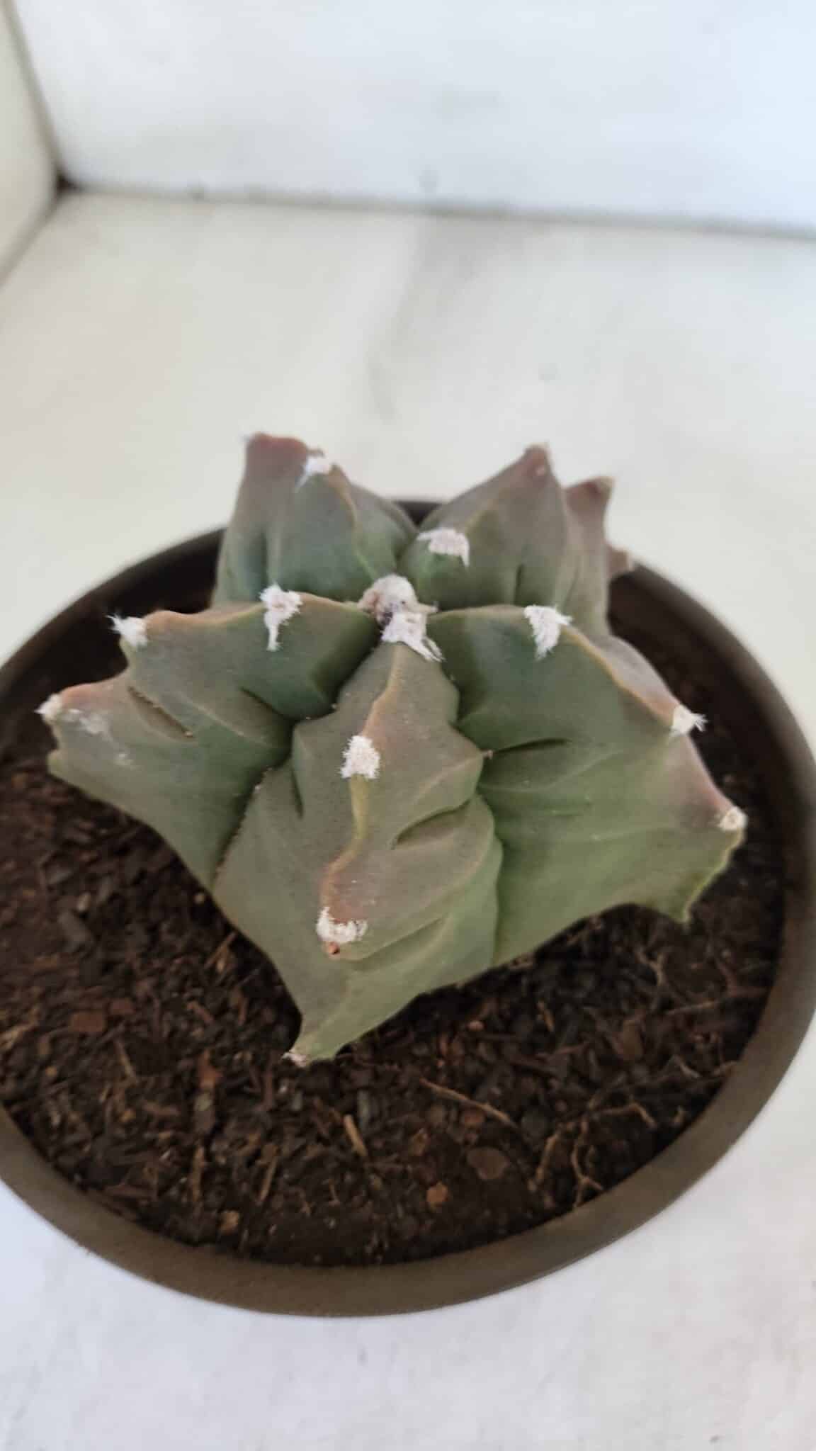 ASTROPHYTUM cv KIKKO  Nº 963 – vaso 15