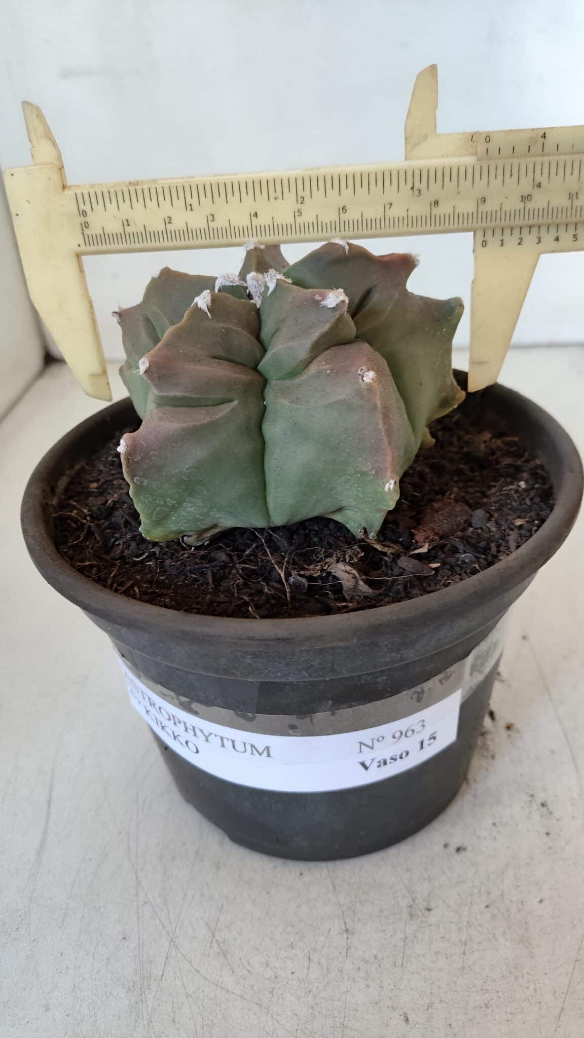 ASTROPHYTUM cv KIKKO  Nº 963 – vaso 15