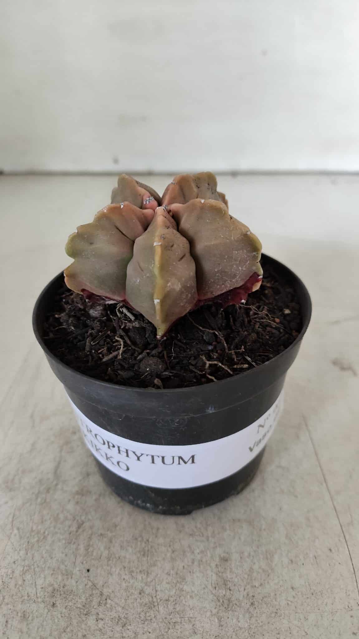 ASTROPHYTUM cv KIKKO  Nº 964 – vaso 09