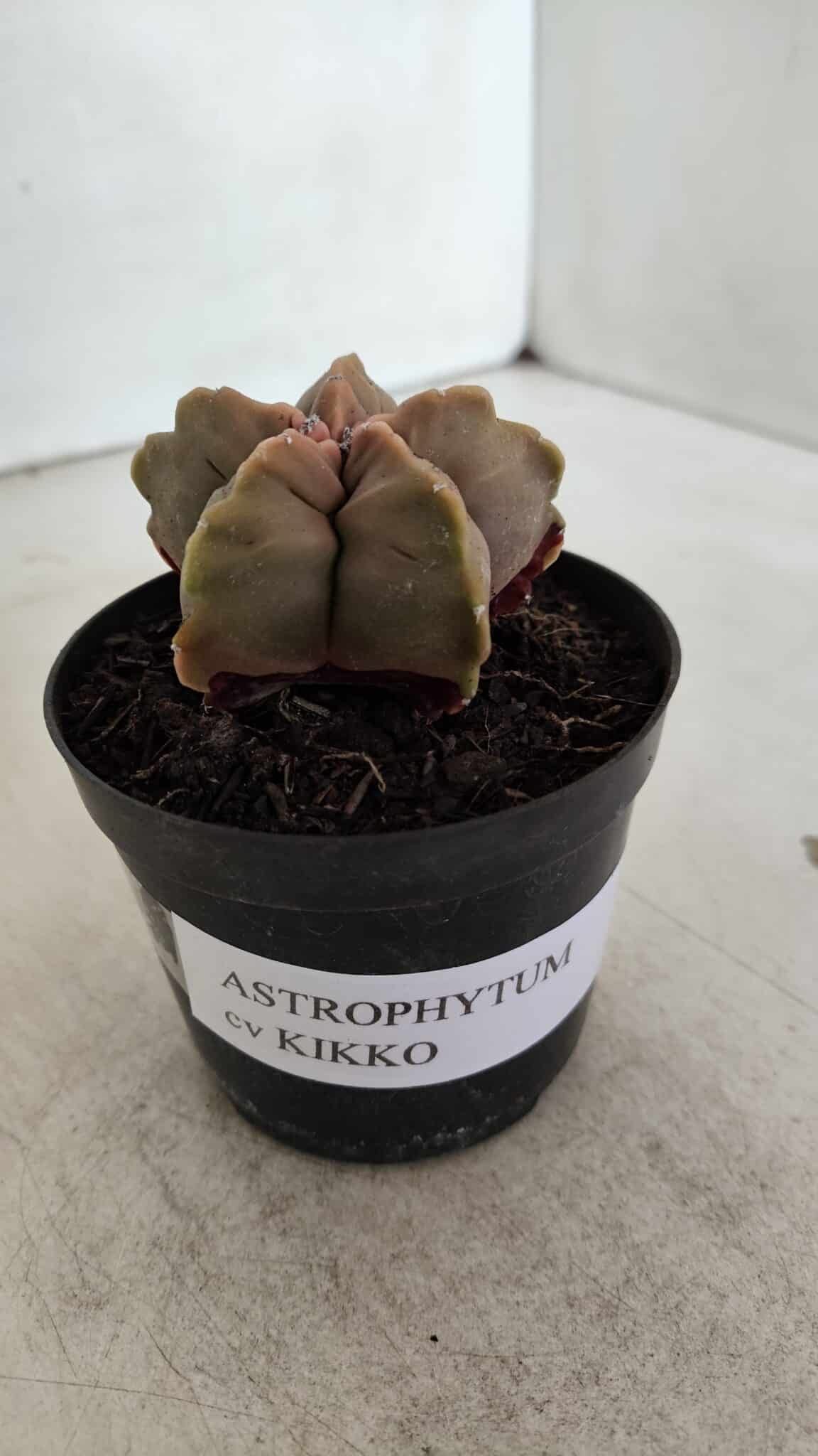 ASTROPHYTUM cv KIKKO  Nº 964 – vaso 09