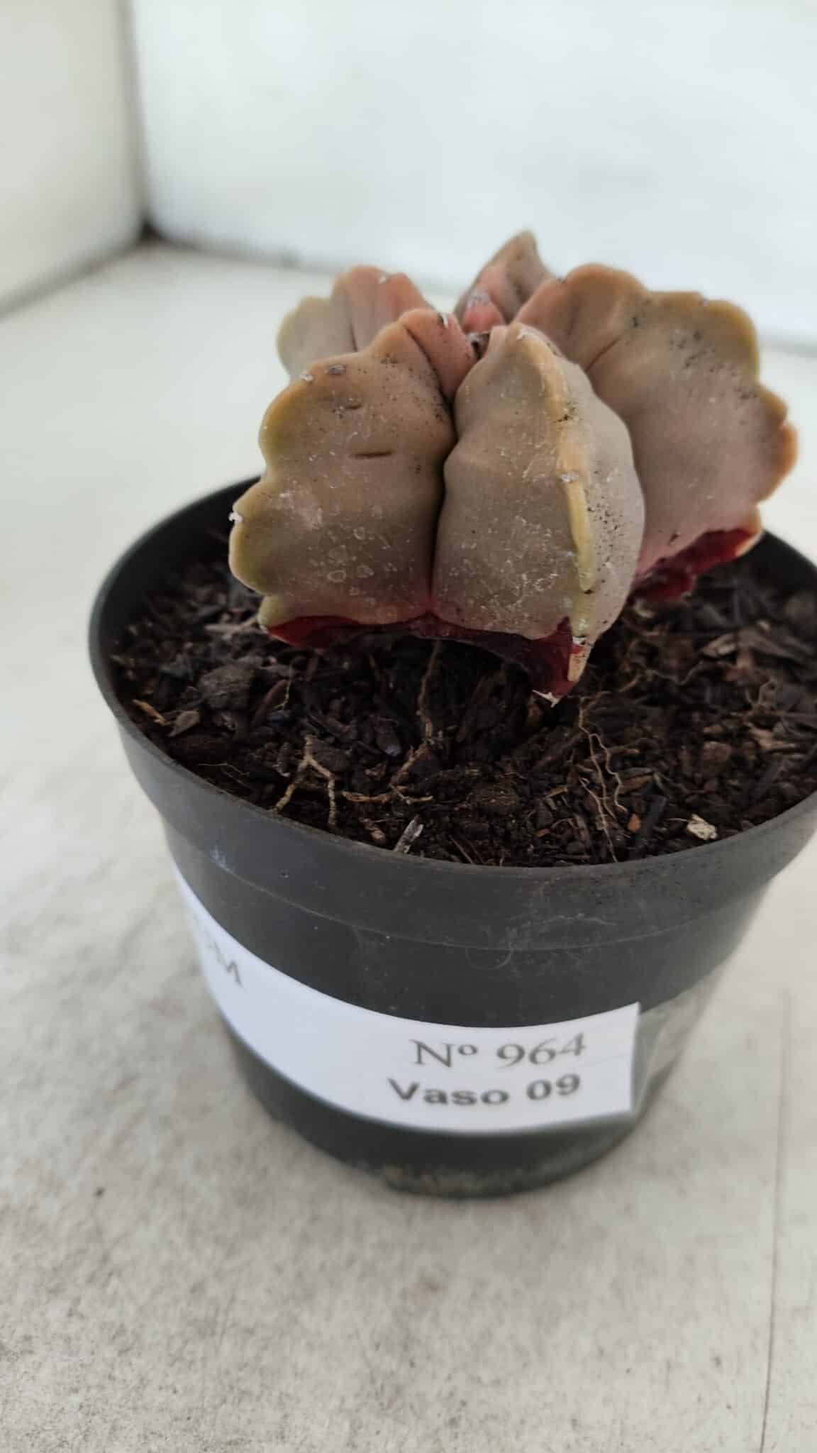 ASTROPHYTUM cv KIKKO  Nº 964 – vaso 09