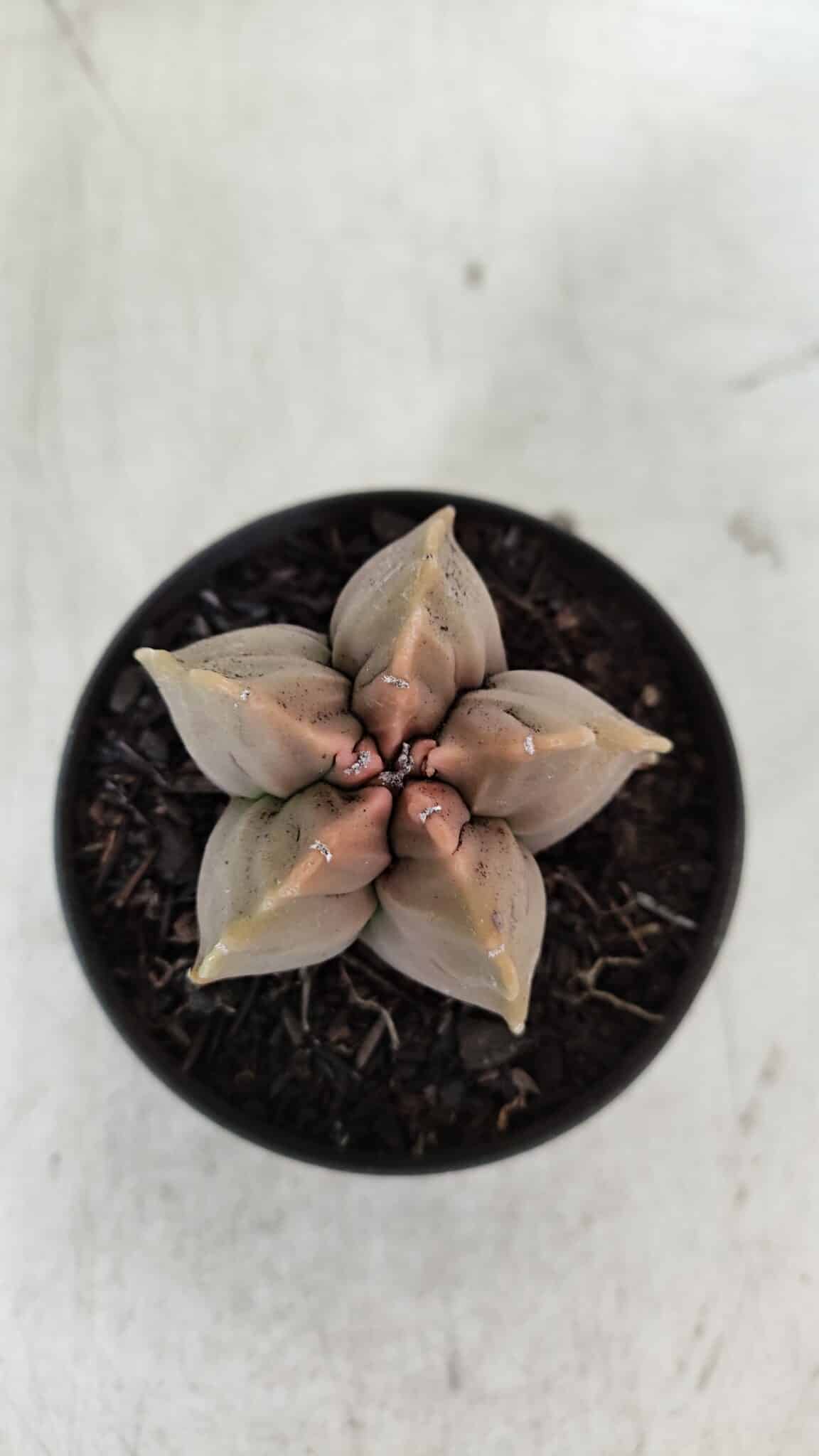 ASTROPHYTUM cv KIKKO  Nº 964 – vaso 09