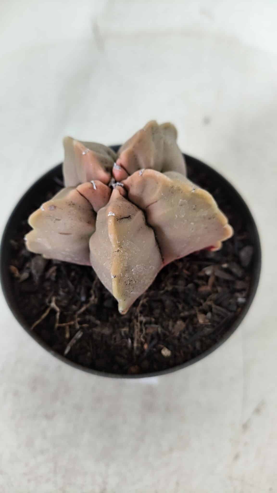 ASTROPHYTUM cv KIKKO  Nº 964 – vaso 09