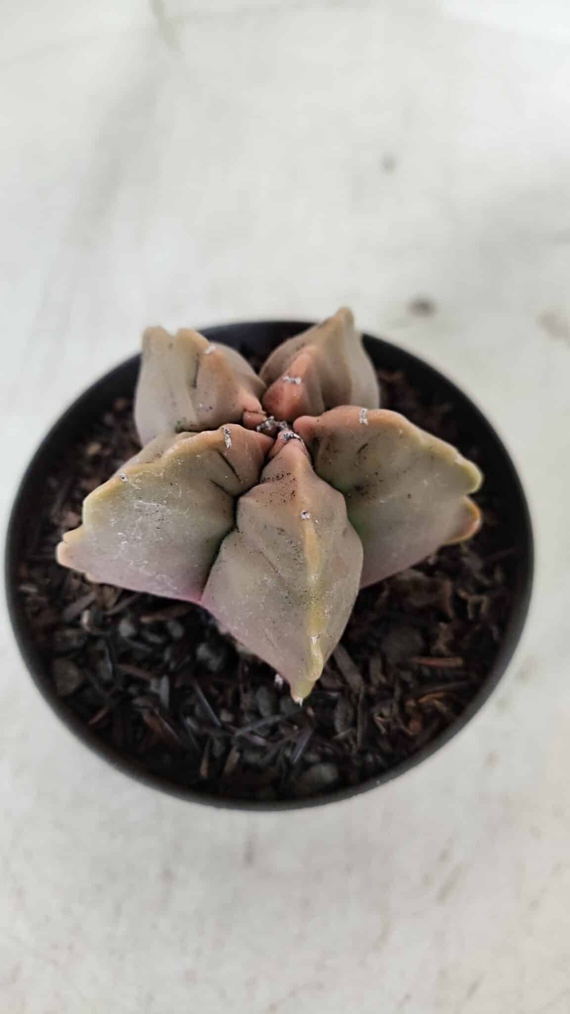 ASTROPHYTUM cv KIKKO  Nº 964 – vaso 09