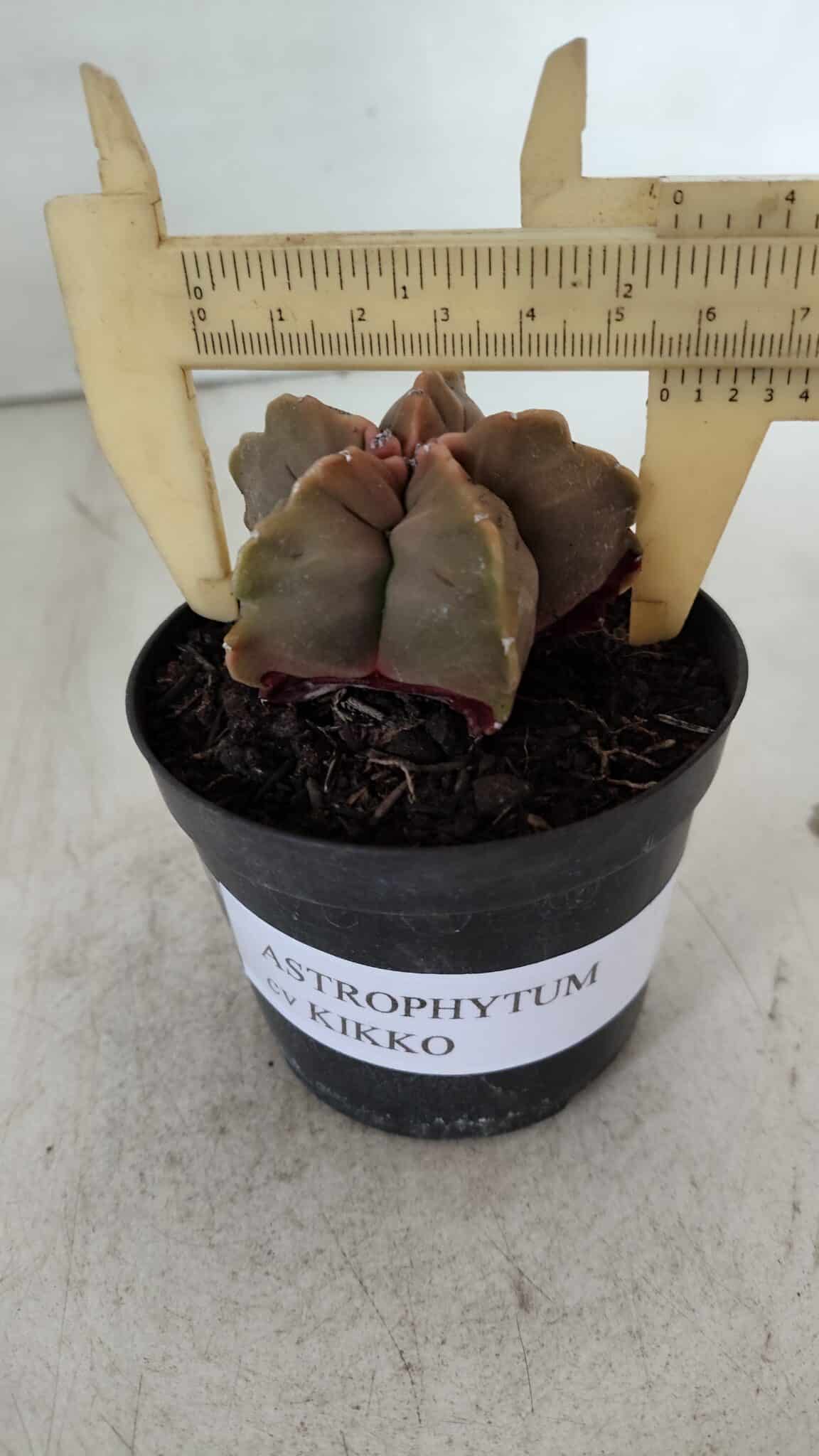 ASTROPHYTUM cv KIKKO  Nº 964 – vaso 09