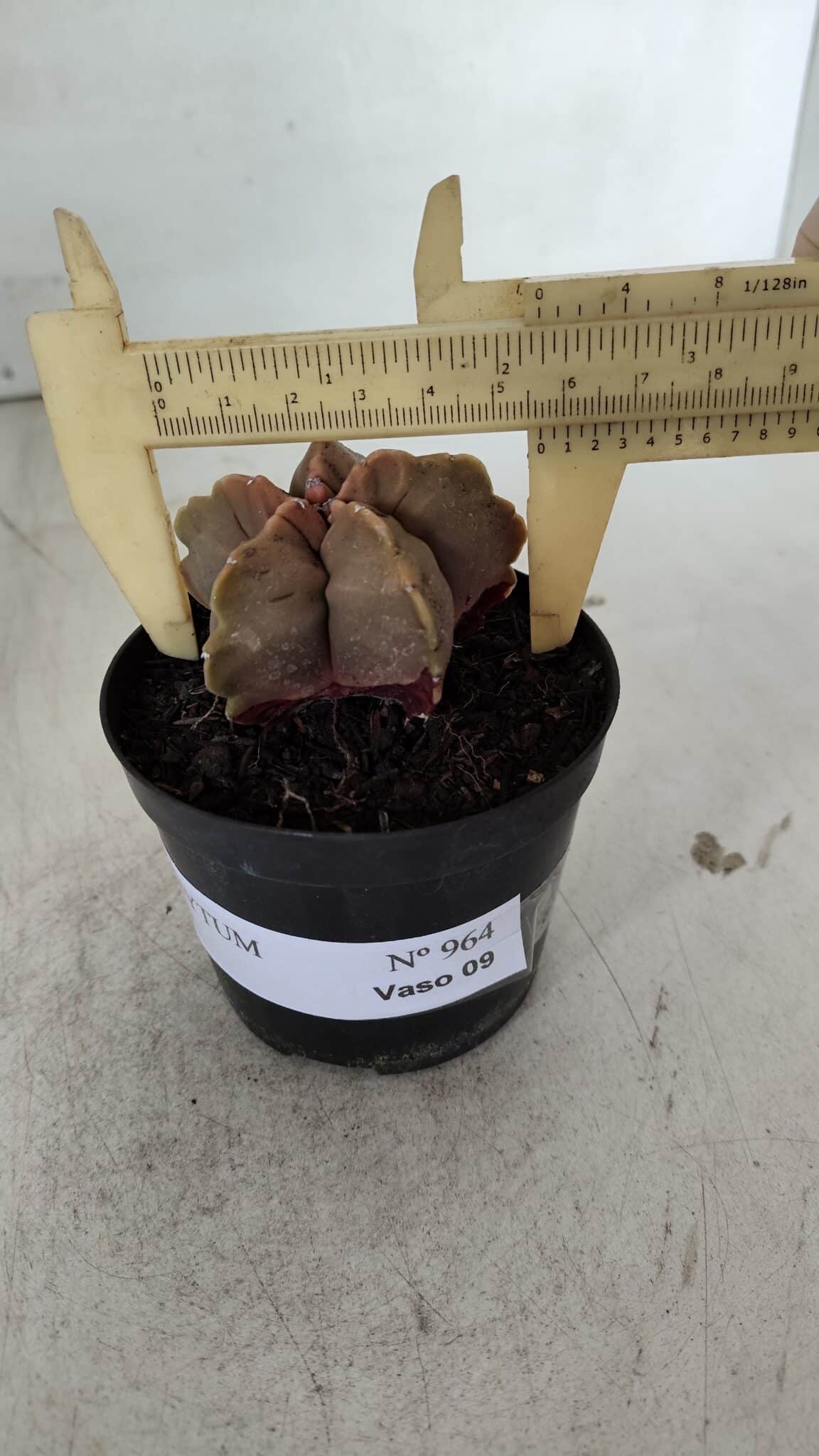 ASTROPHYTUM cv KIKKO  Nº 964 – vaso 09