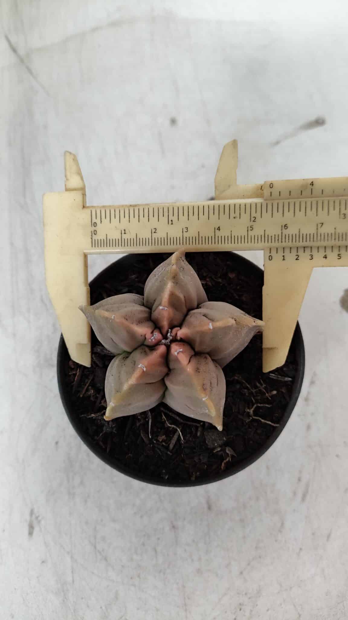 ASTROPHYTUM cv KIKKO  Nº 964 – vaso 09