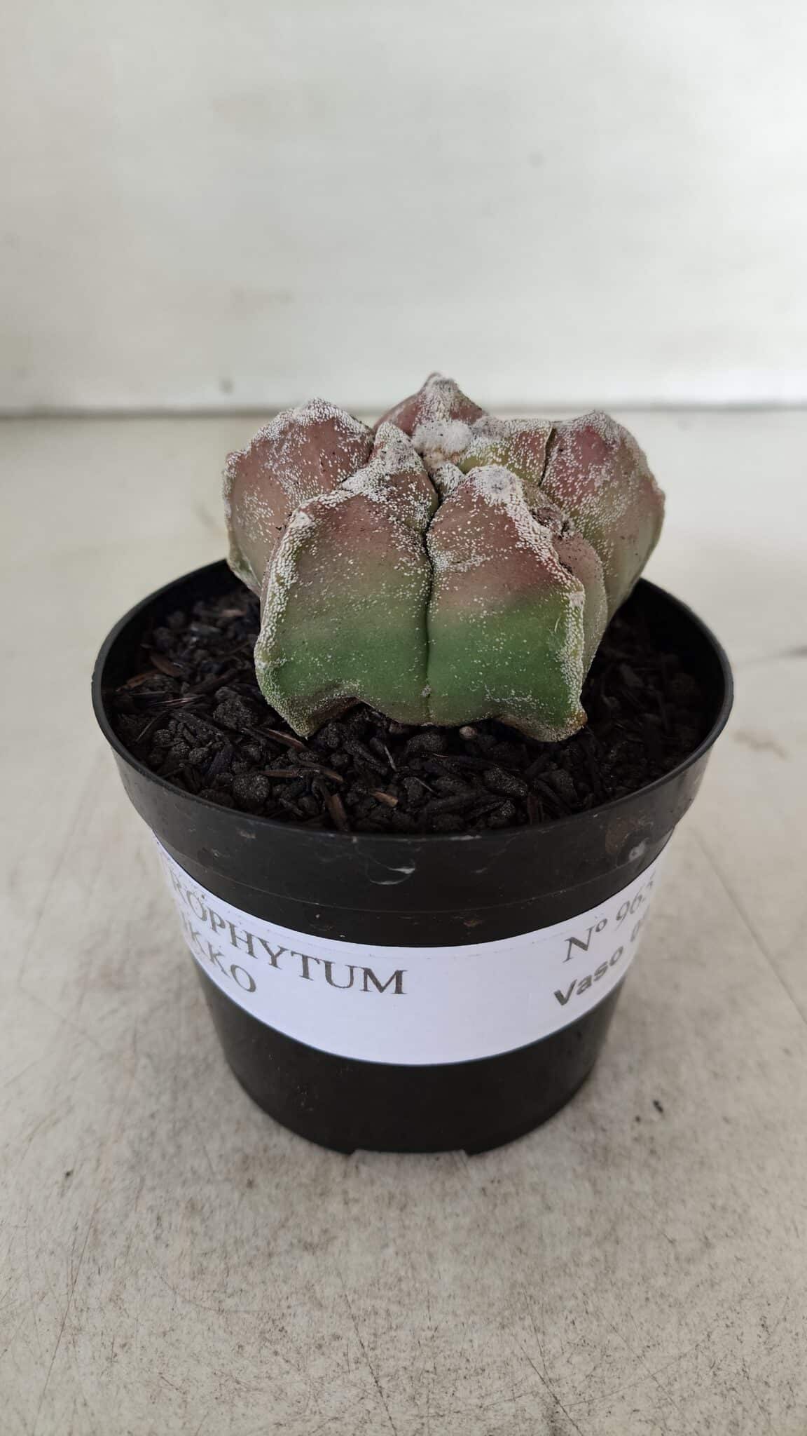 ASTROPHYTUM cv KIKKO  Nº 965 – vaso 09