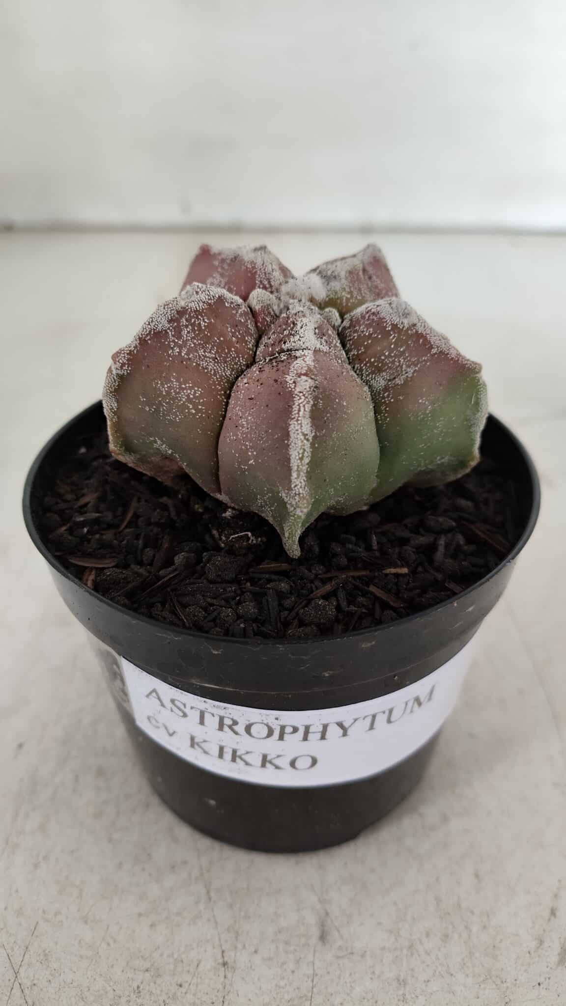 ASTROPHYTUM cv KIKKO  Nº 965 – vaso 09