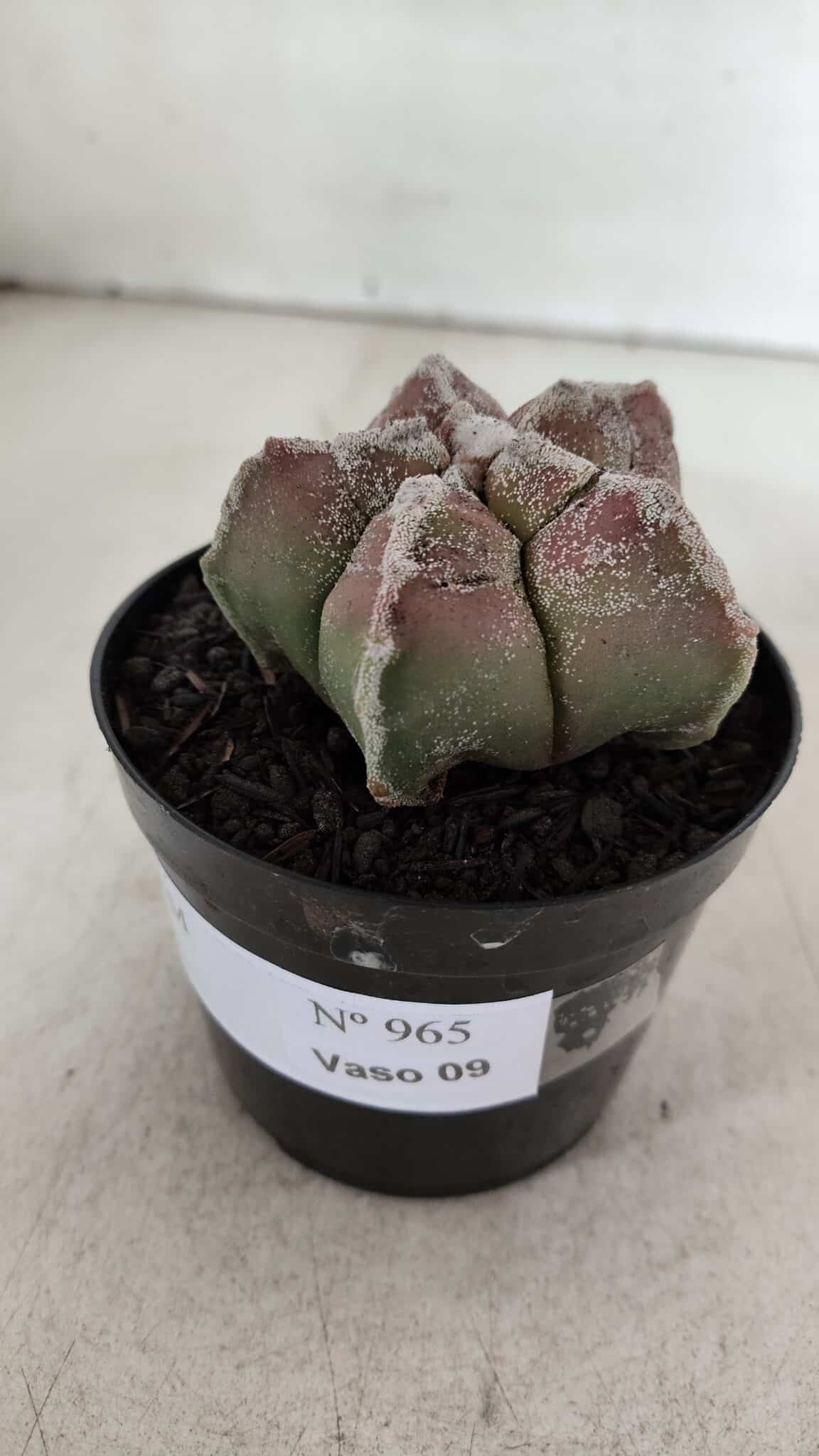 ASTROPHYTUM cv KIKKO  Nº 965 – vaso 09