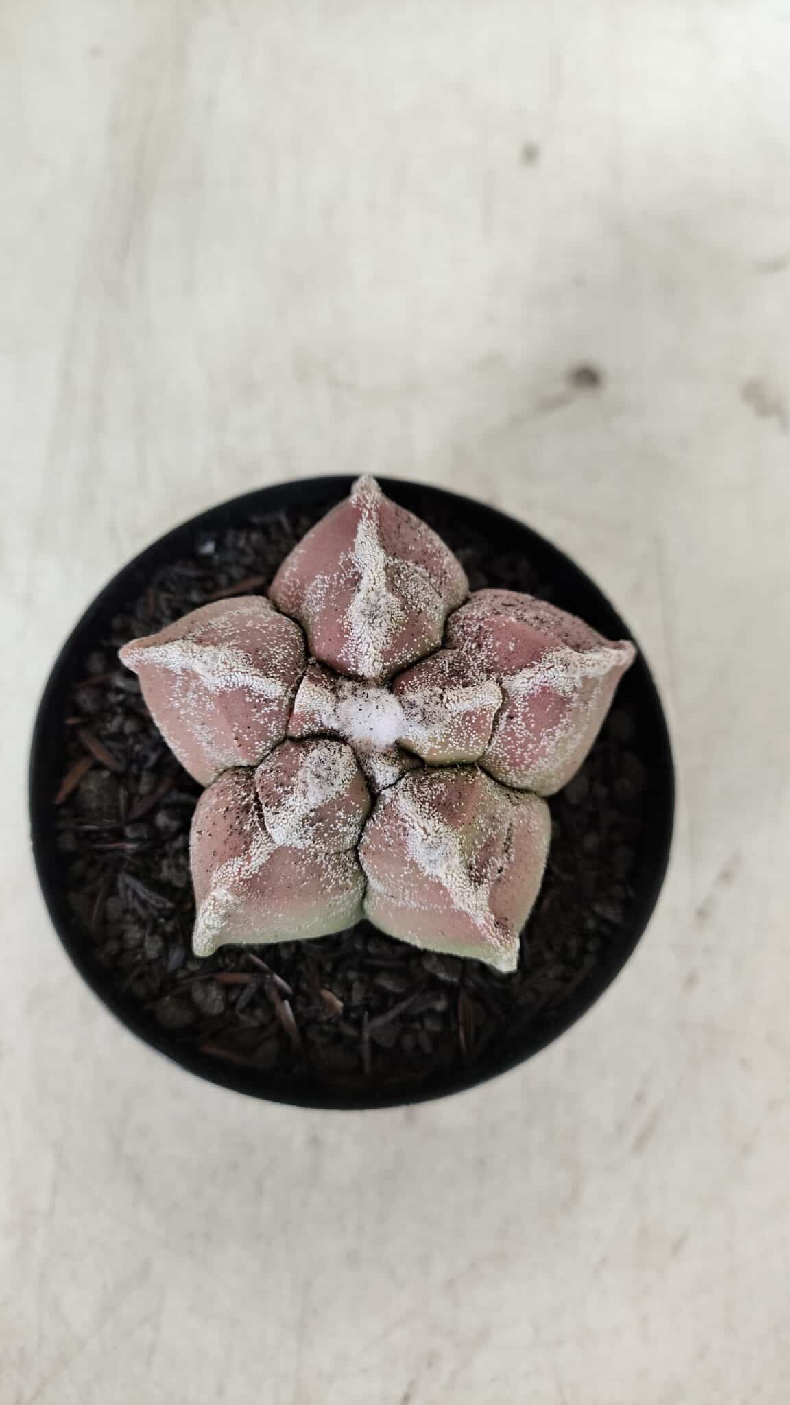 ASTROPHYTUM cv KIKKO  Nº 965 – vaso 09