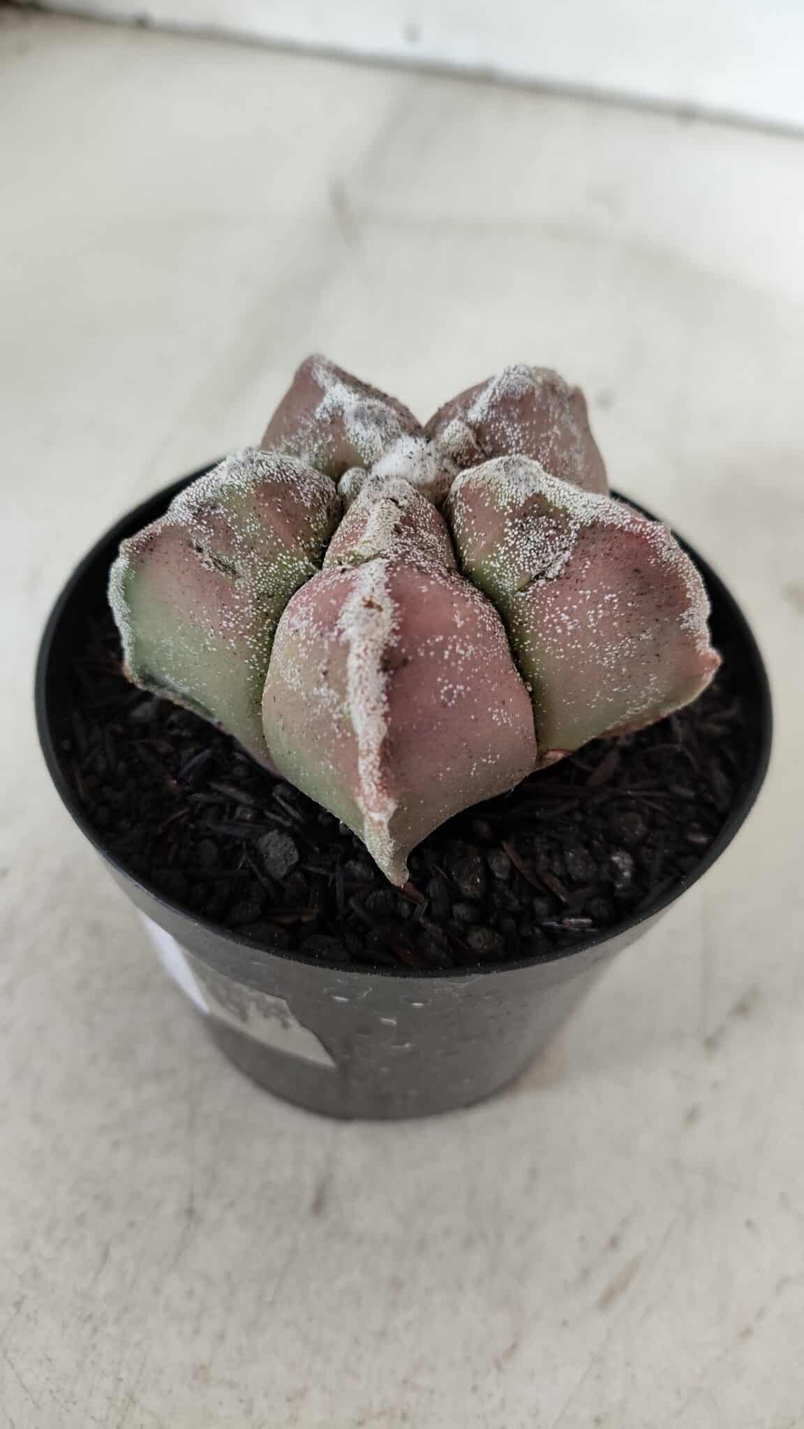 ASTROPHYTUM cv KIKKO  Nº 965 – vaso 09