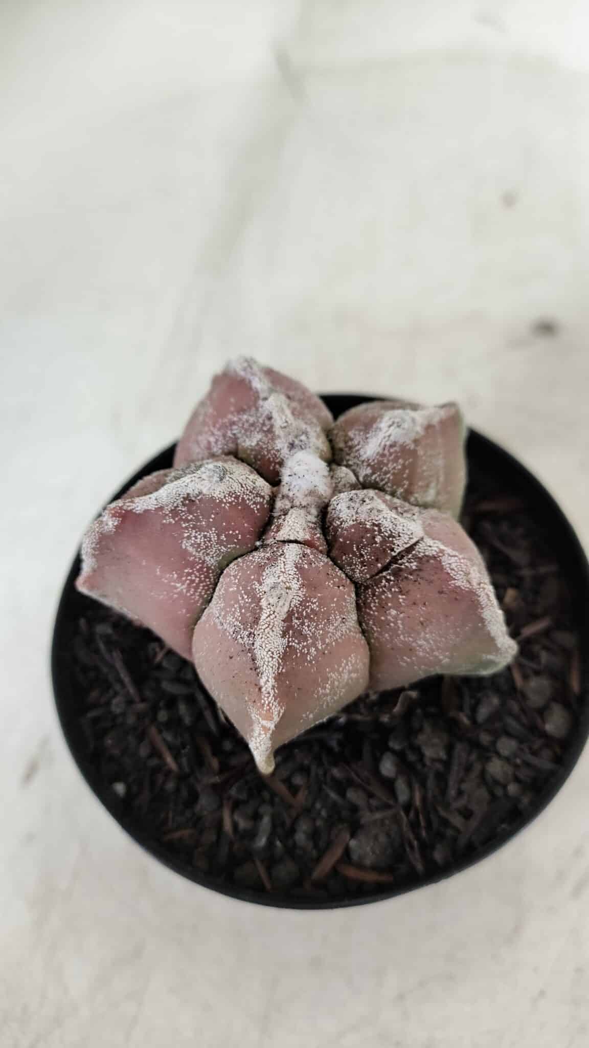 ASTROPHYTUM cv KIKKO  Nº 965 – vaso 09
