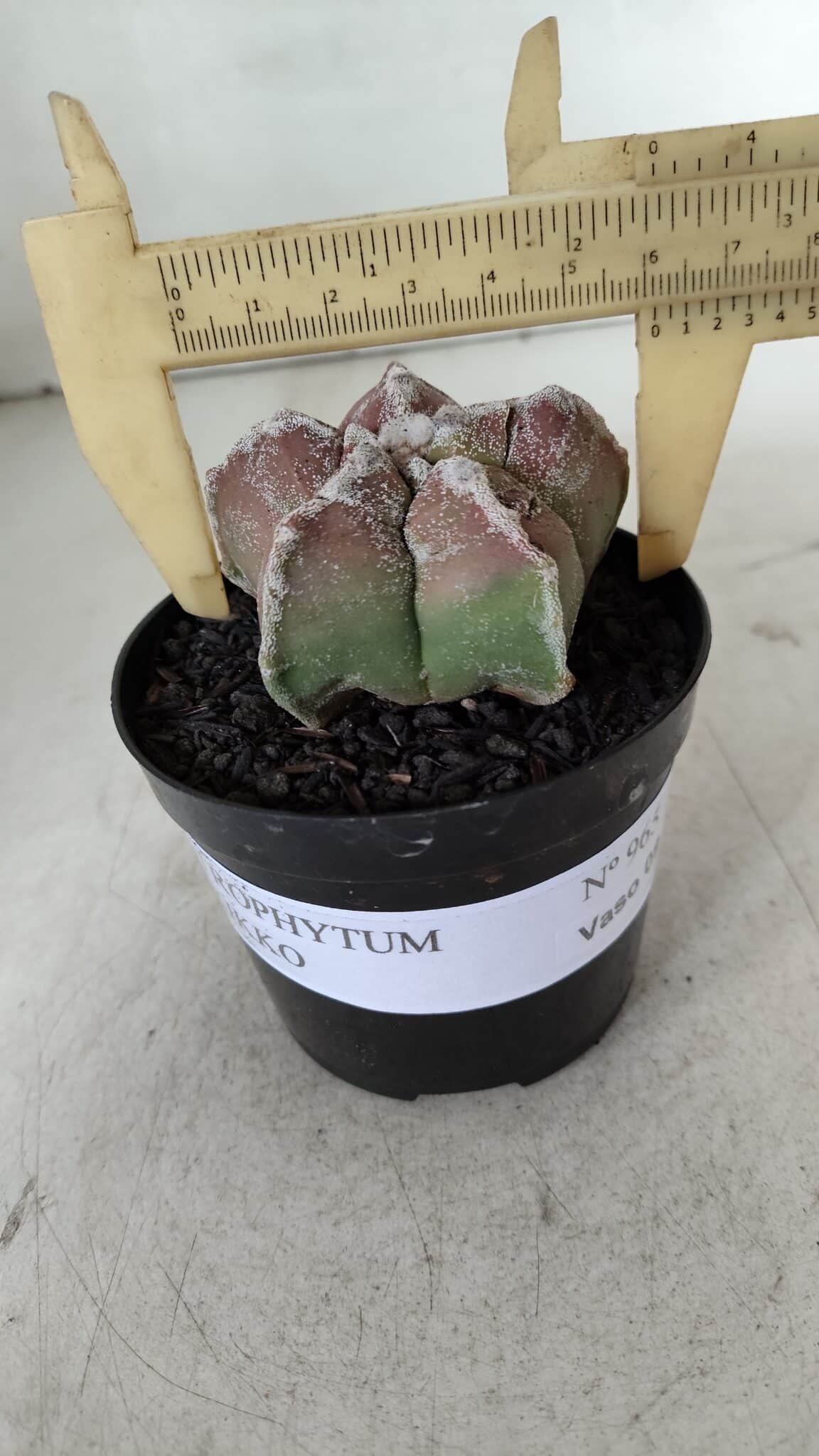 ASTROPHYTUM cv KIKKO  Nº 965 – vaso 09