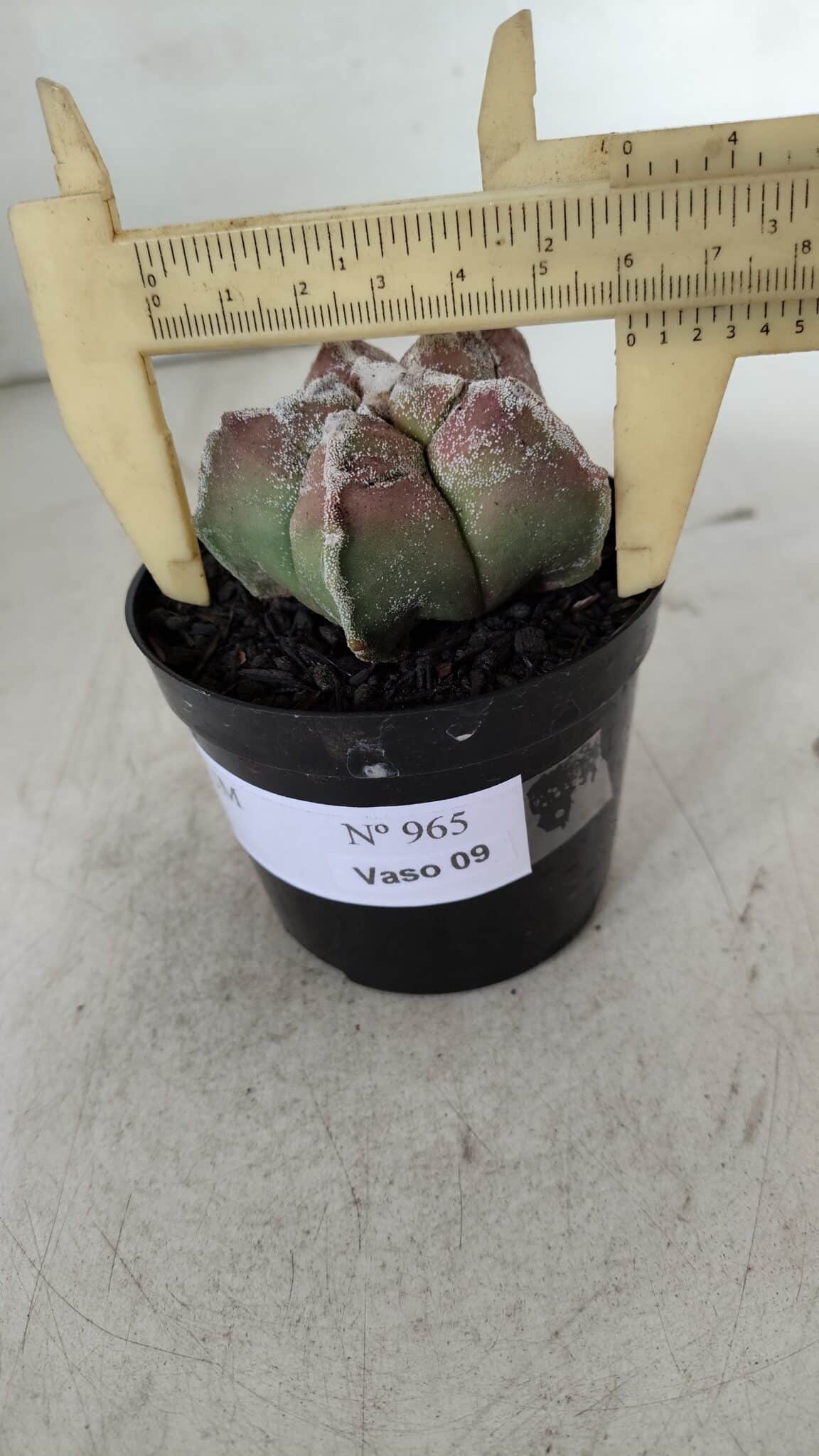 ASTROPHYTUM cv KIKKO  Nº 965 – vaso 09