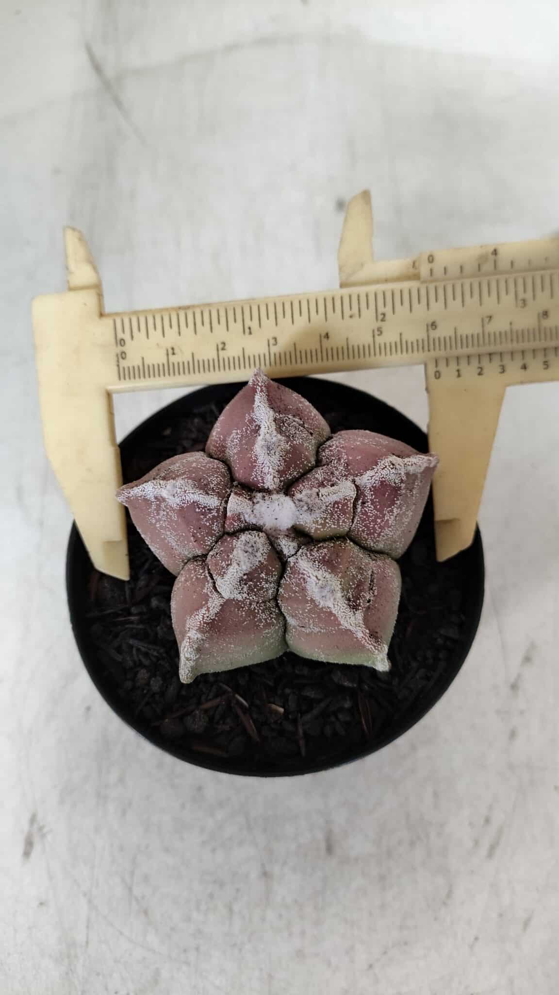 ASTROPHYTUM cv KIKKO  Nº 965 – vaso 09