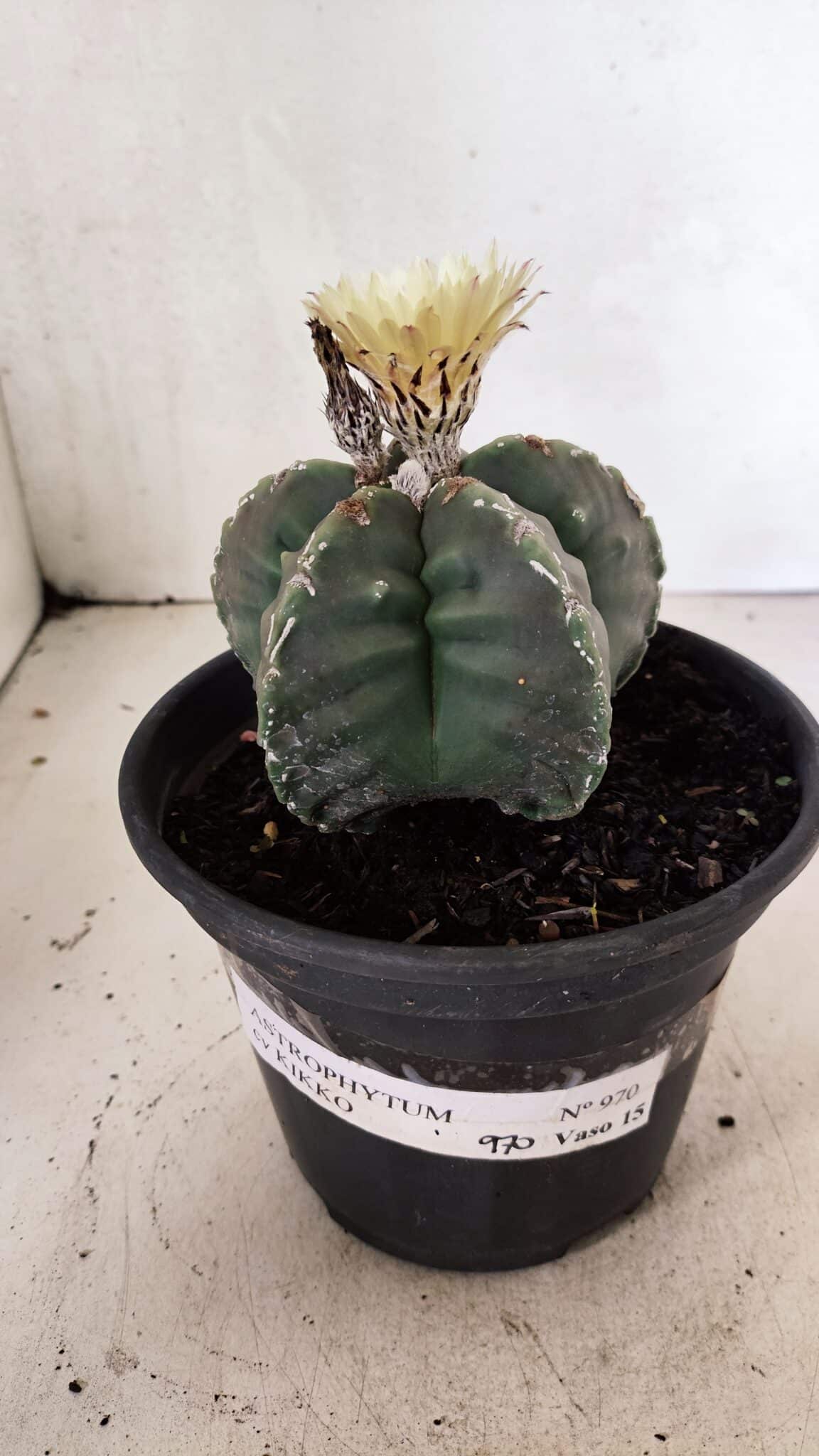 MATRIZ  ASTROPHYTUM cv KIKKO  Nº 970 – vaso 15 - foto 2
