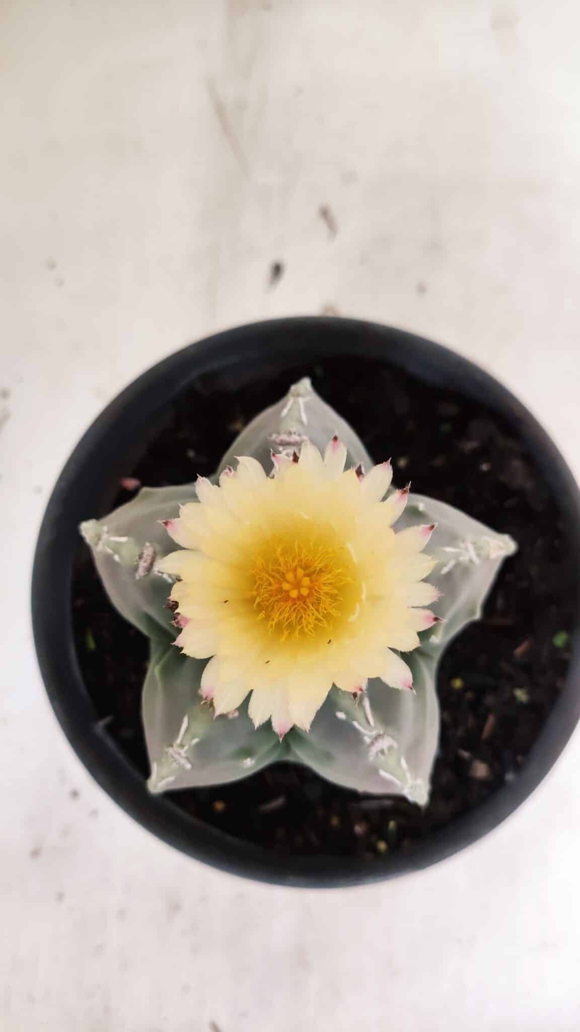 MATRIZ  ASTROPHYTUM cv KIKKO  Nº 970 – vaso 15 - foto 3