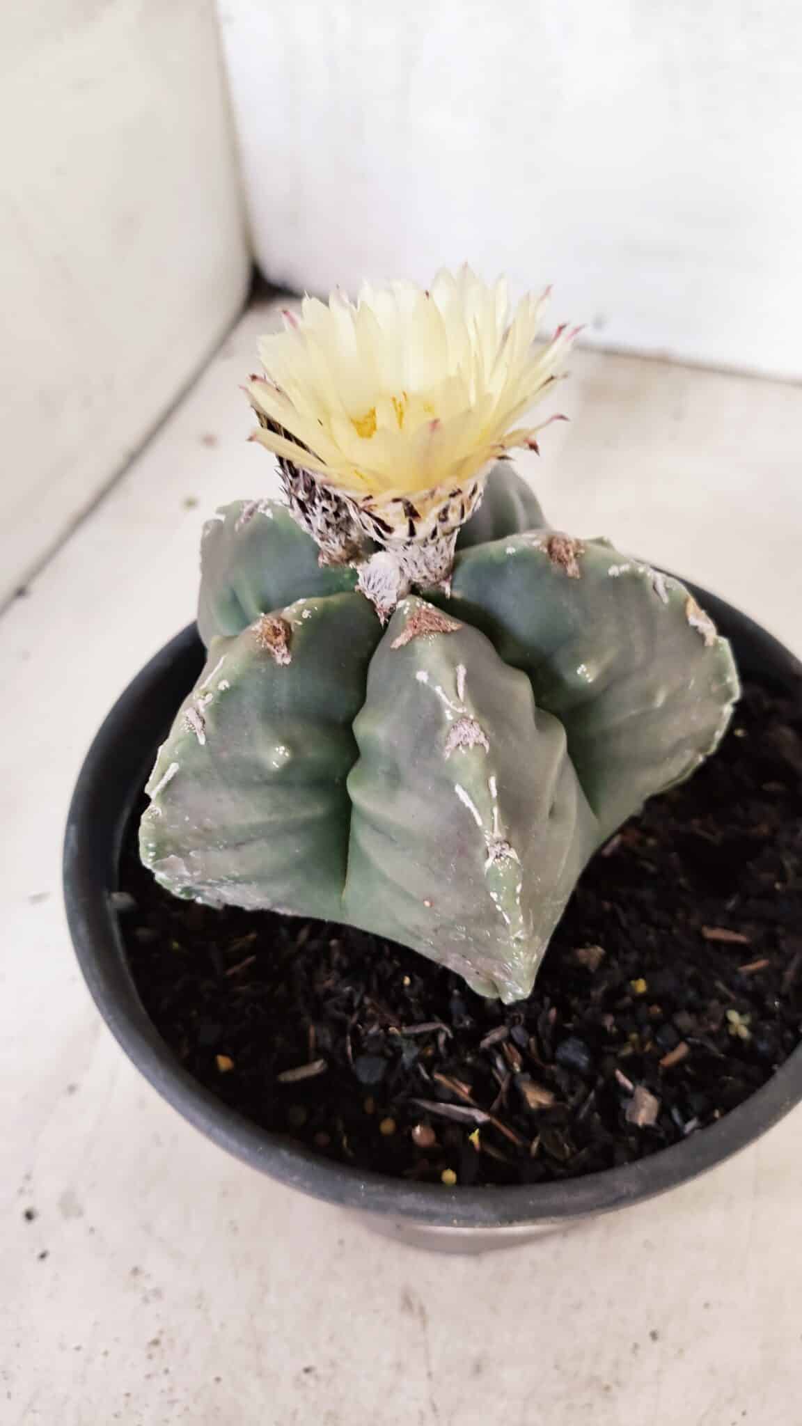 MATRIZ  ASTROPHYTUM cv KIKKO  Nº 970 – vaso 15 - foto 10