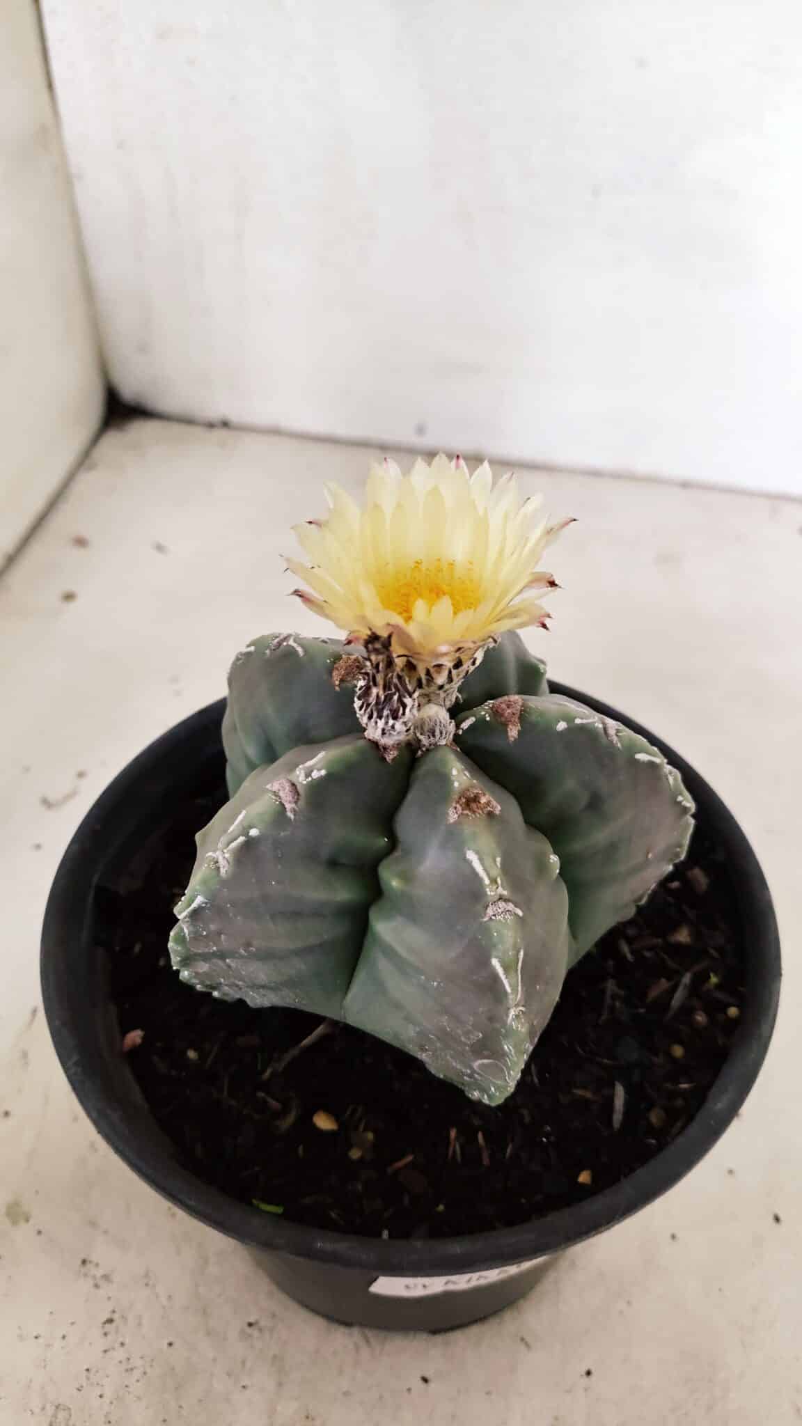 MATRIZ  ASTROPHYTUM cv KIKKO  Nº 970 – vaso 15 - foto 8