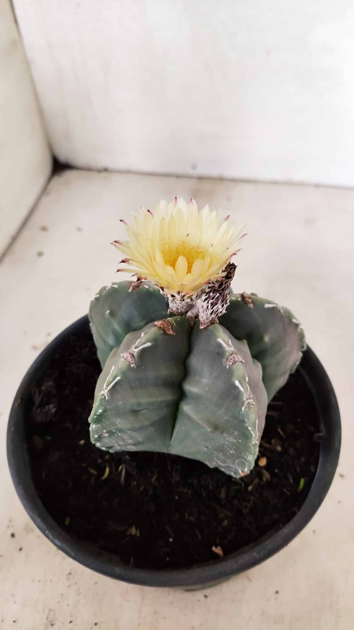 MATRIZ  ASTROPHYTUM cv KIKKO  Nº 970 – vaso 15 - foto 7