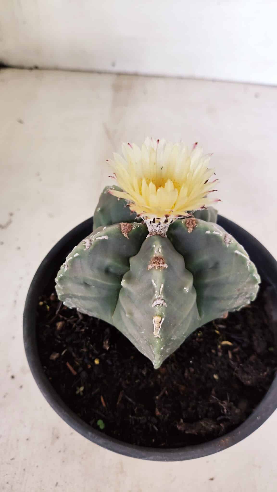MATRIZ  ASTROPHYTUM cv KIKKO  Nº 970 – vaso 15 - foto 6