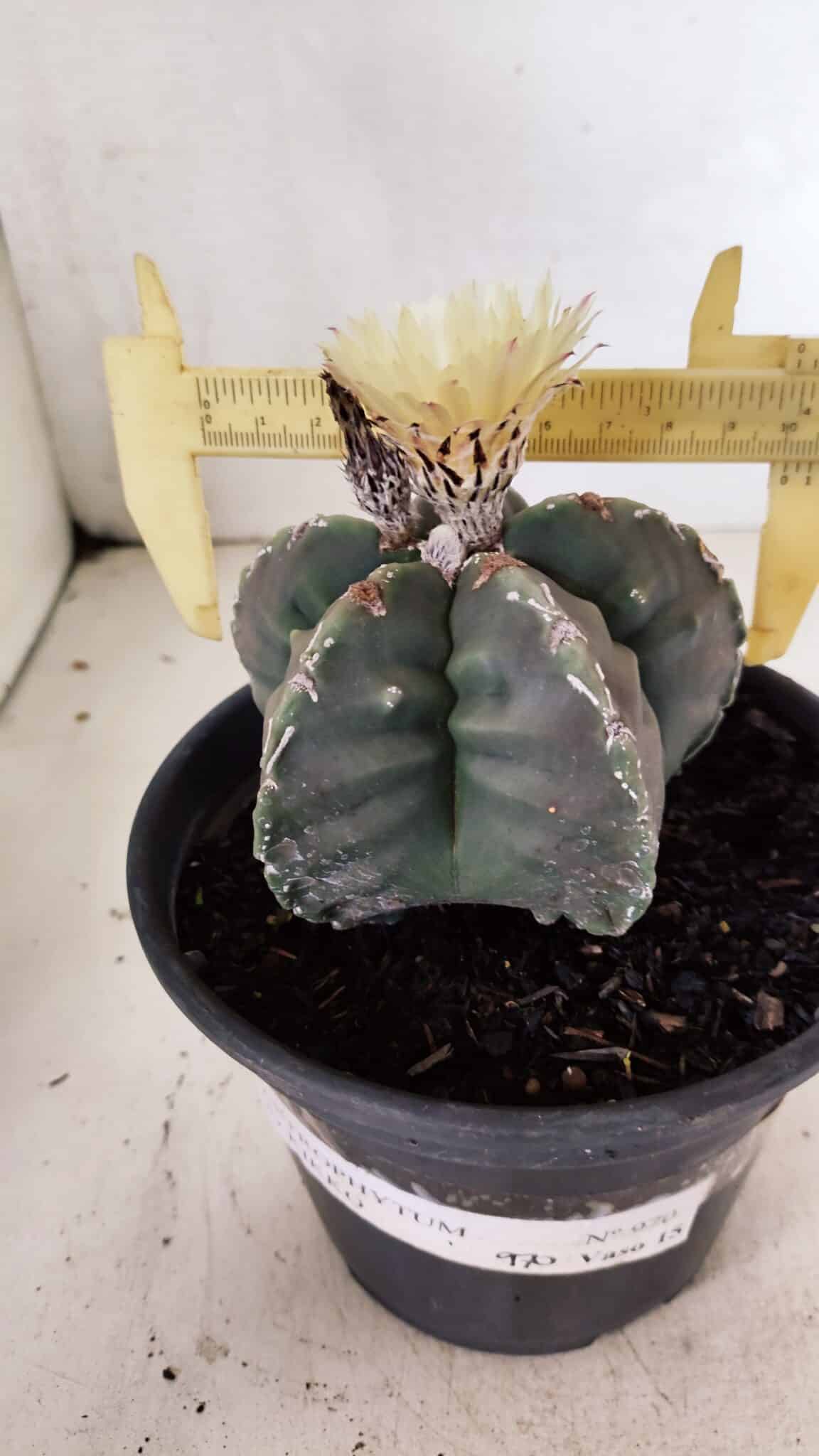 MATRIZ  ASTROPHYTUM cv KIKKO  Nº 970 – vaso 15 - foto 4