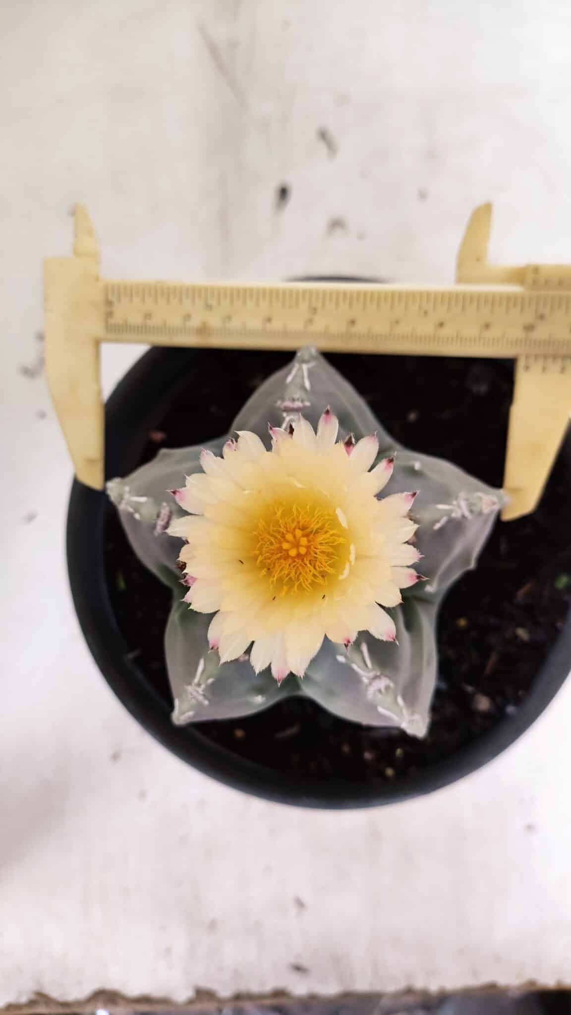 MATRIZ  ASTROPHYTUM cv KIKKO  Nº 970 – vaso 15 - foto 5