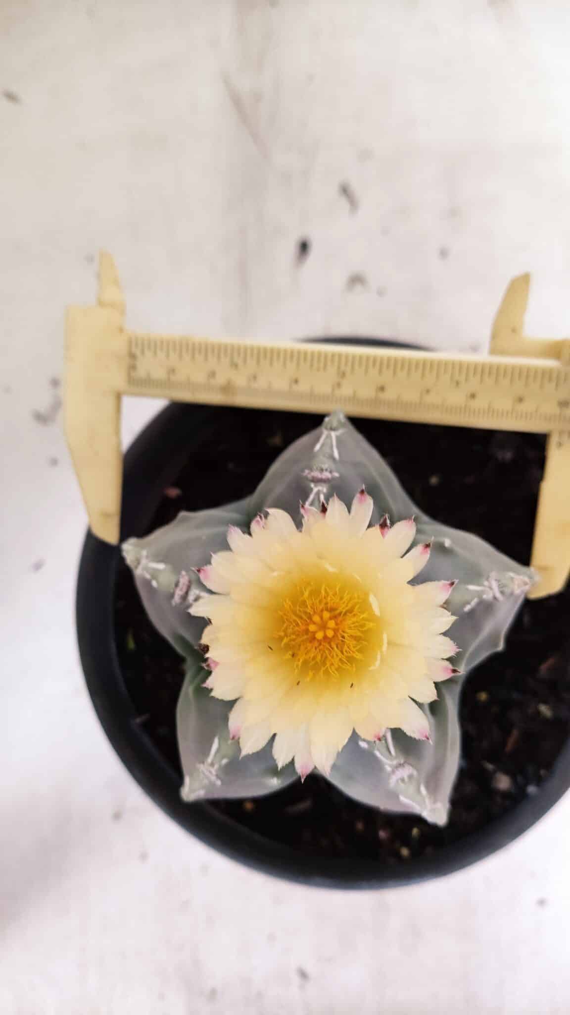MATRIZ  ASTROPHYTUM cv KIKKO  Nº 970 – vaso 15 - foto 9