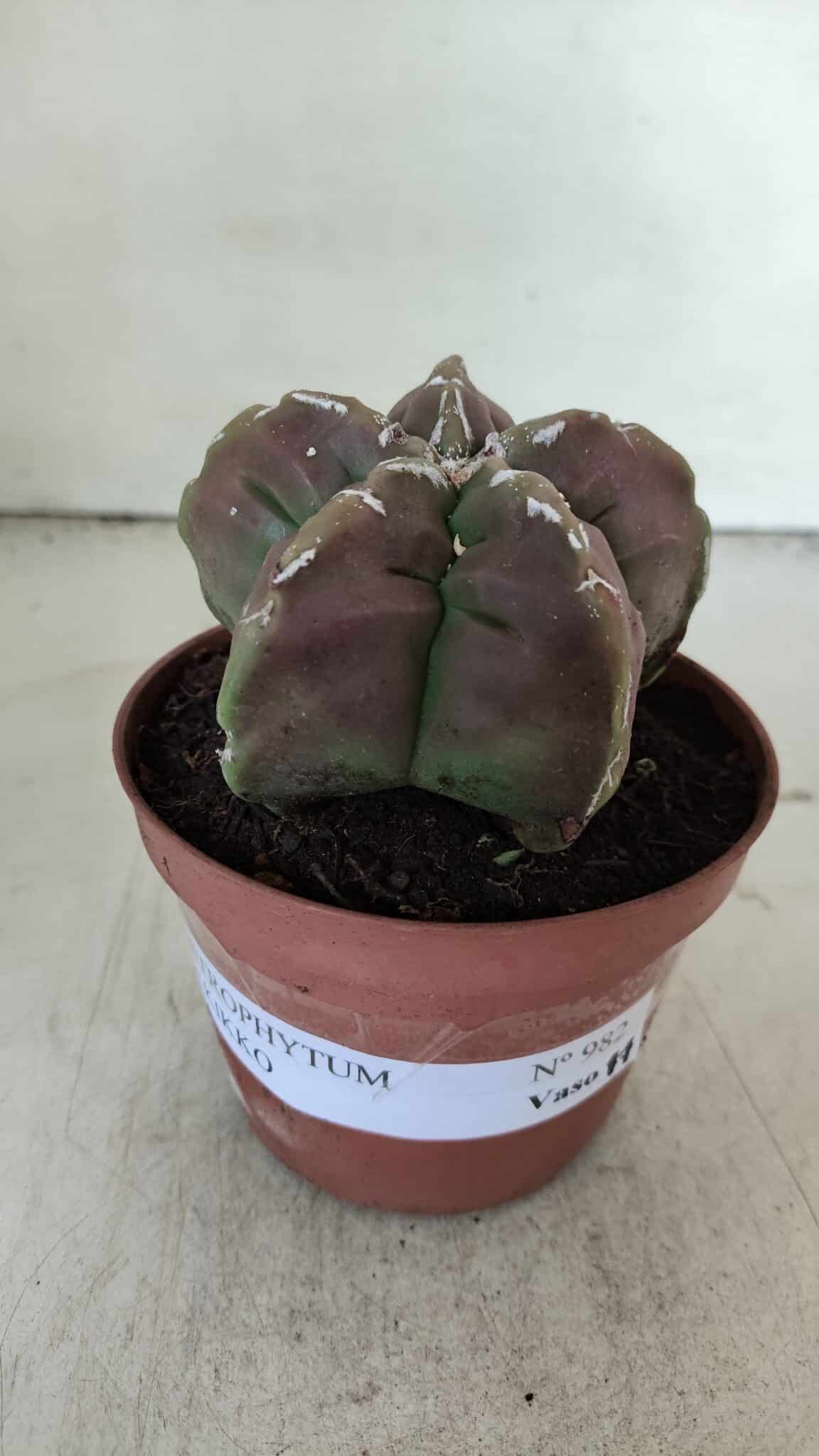 ASTROPHYTUM cv KIKKO  Nº 982 – vaso 11