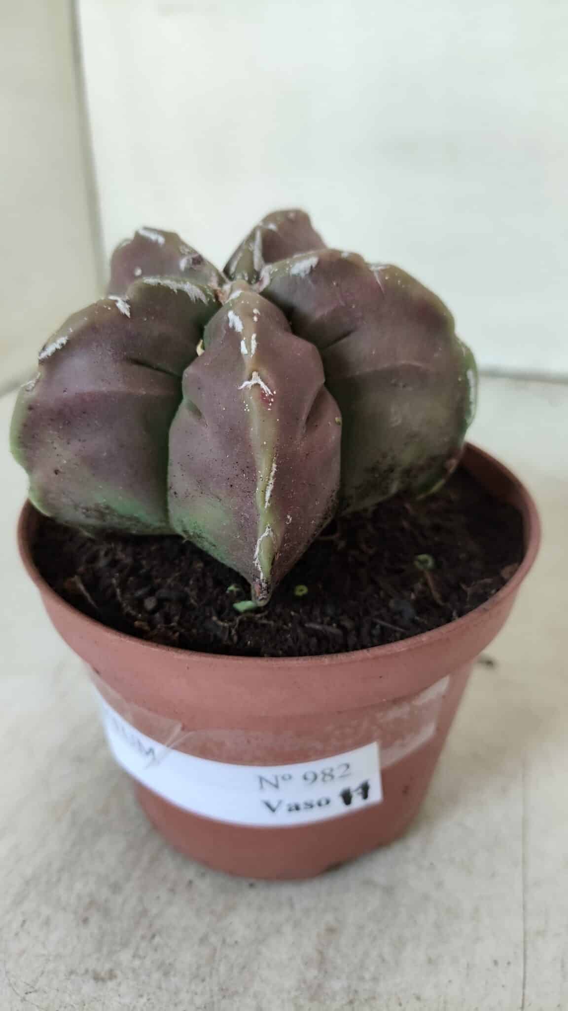 ASTROPHYTUM cv KIKKO  Nº 982 – vaso 11