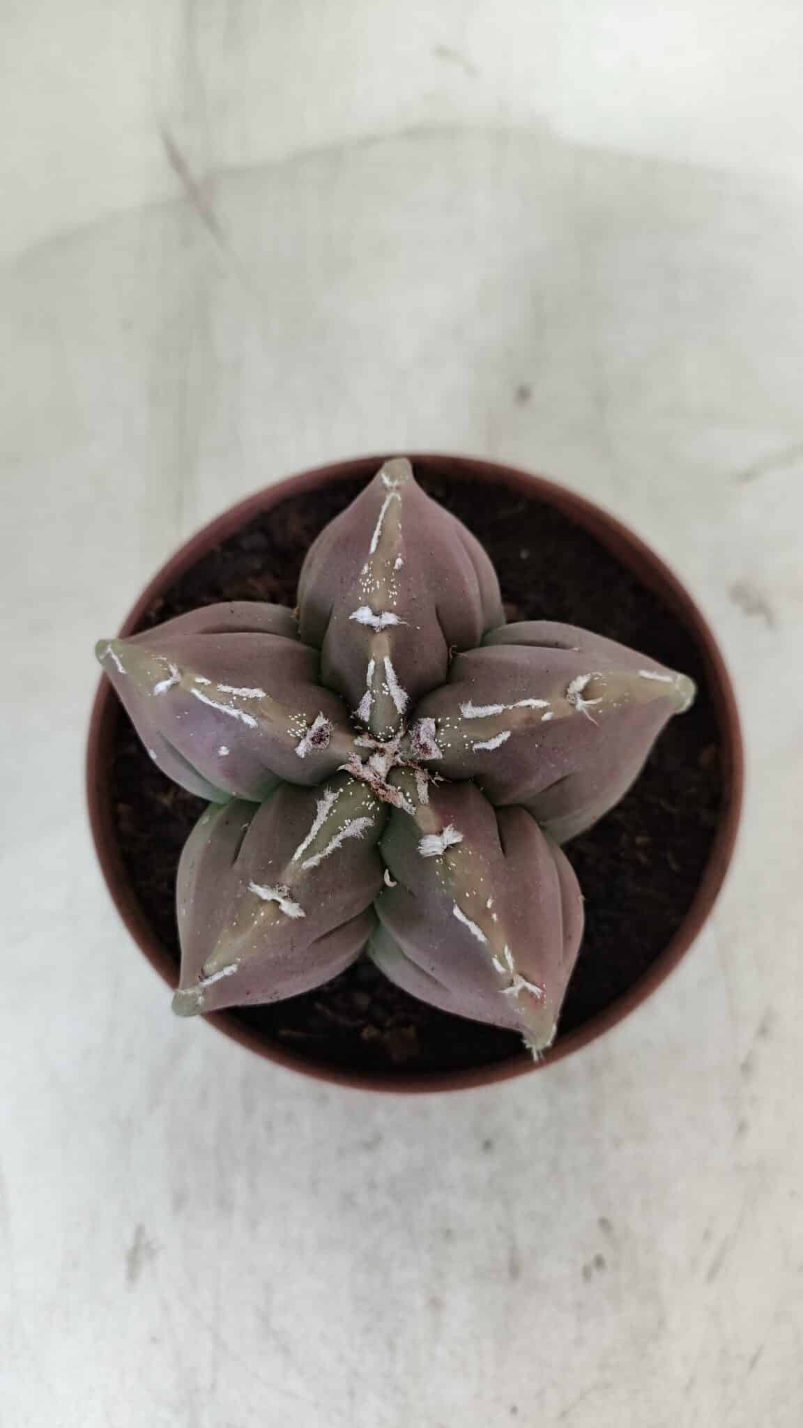 ASTROPHYTUM cv KIKKO  Nº 982 – vaso 11