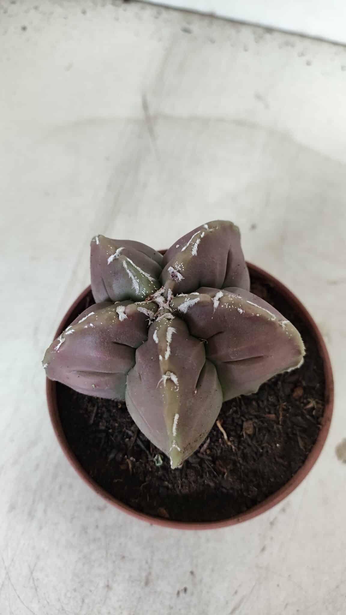 ASTROPHYTUM cv KIKKO  Nº 982 – vaso 11