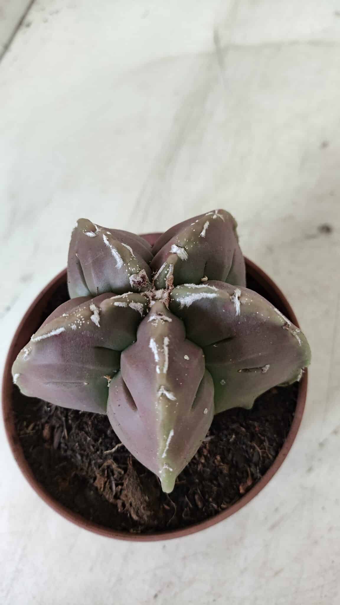 ASTROPHYTUM cv KIKKO  Nº 982 – vaso 11