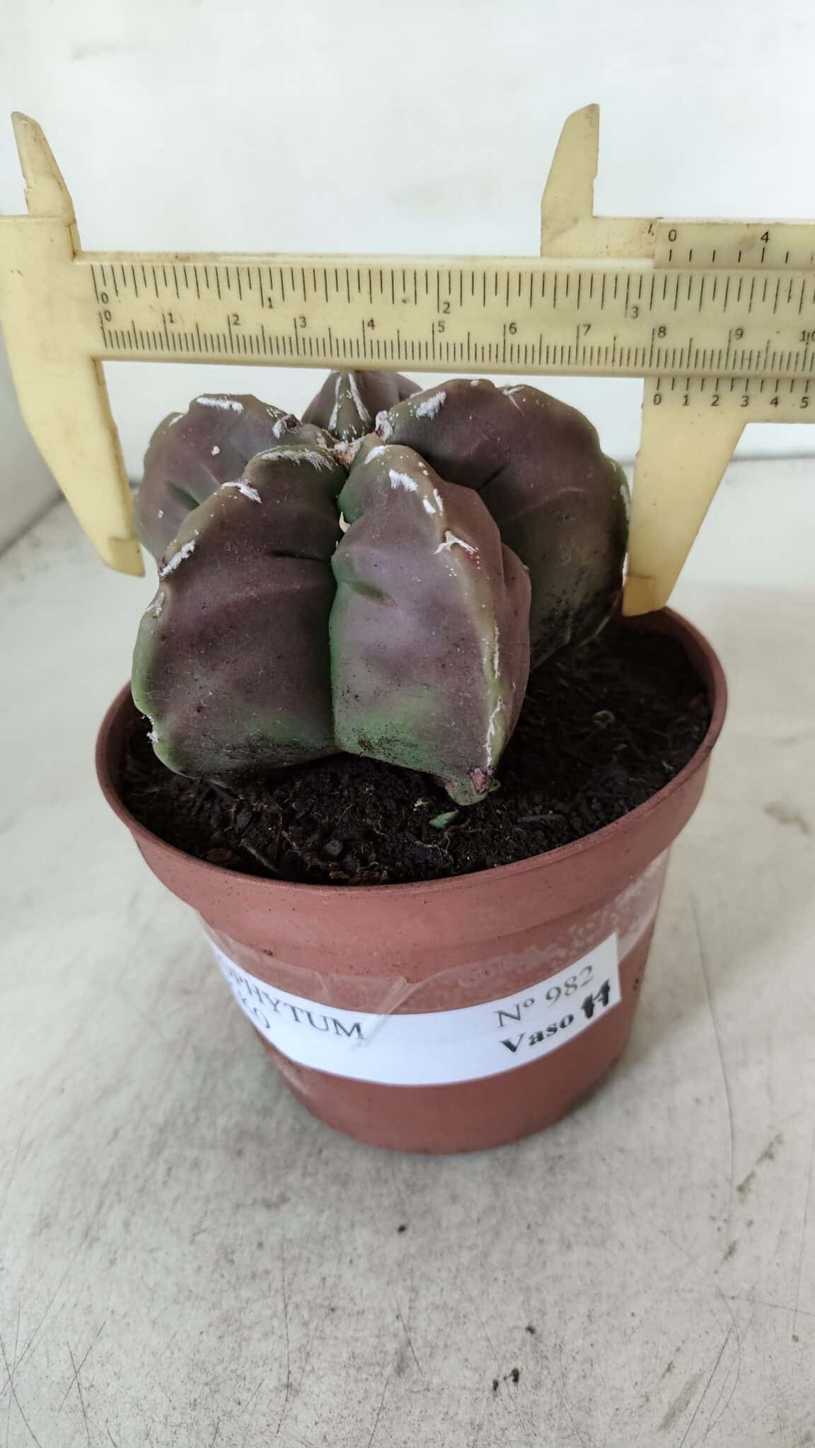 ASTROPHYTUM cv KIKKO  Nº 982 – vaso 11