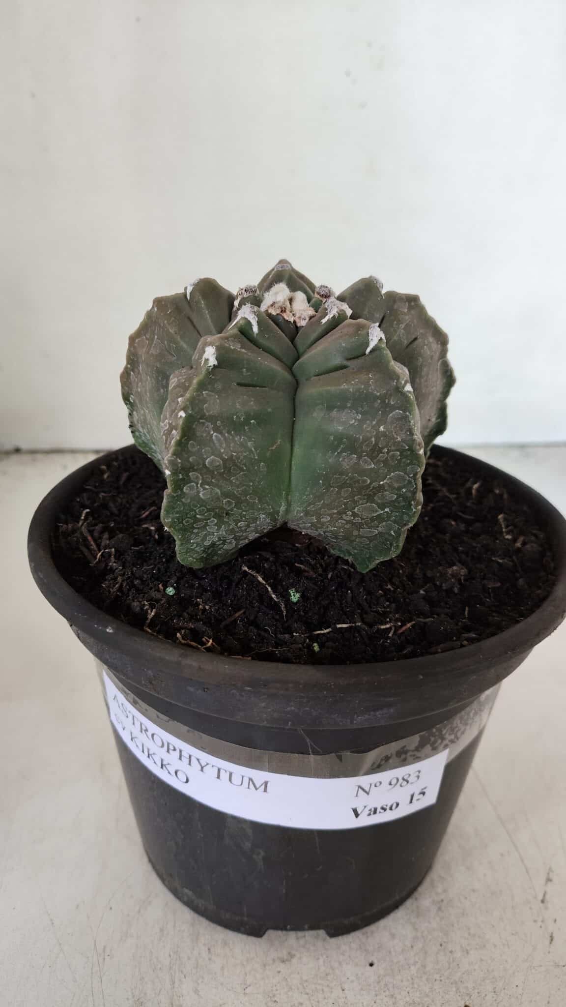 ASTROPHYTUM cv KIKKO  Nº 983 – vaso 15