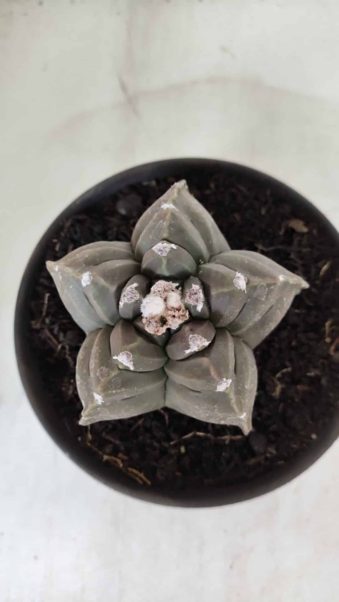 ASTROPHYTUM cv KIKKO  Nº 983 – vaso 15