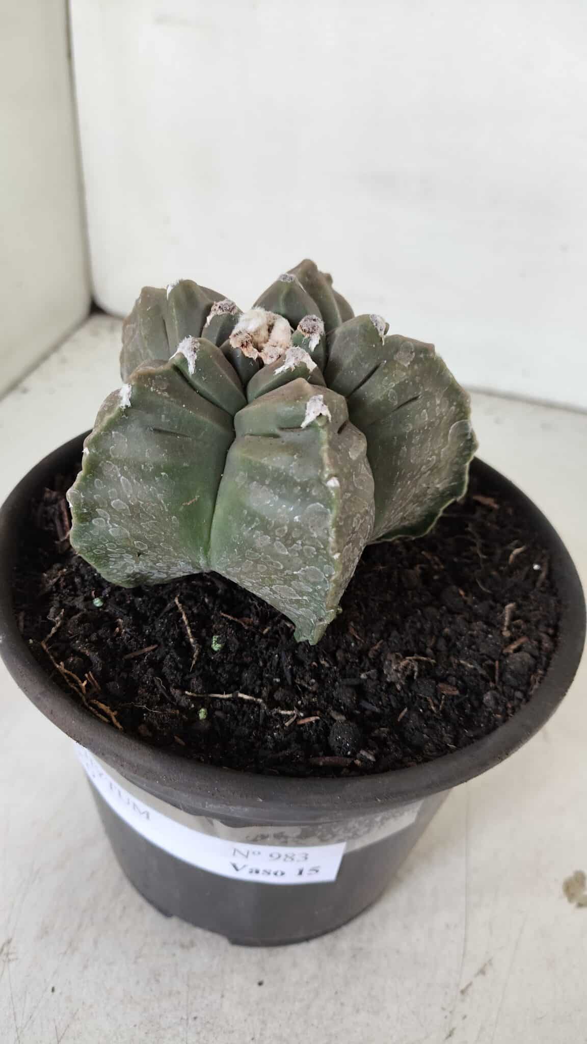 ASTROPHYTUM cv KIKKO  Nº 983 – vaso 15