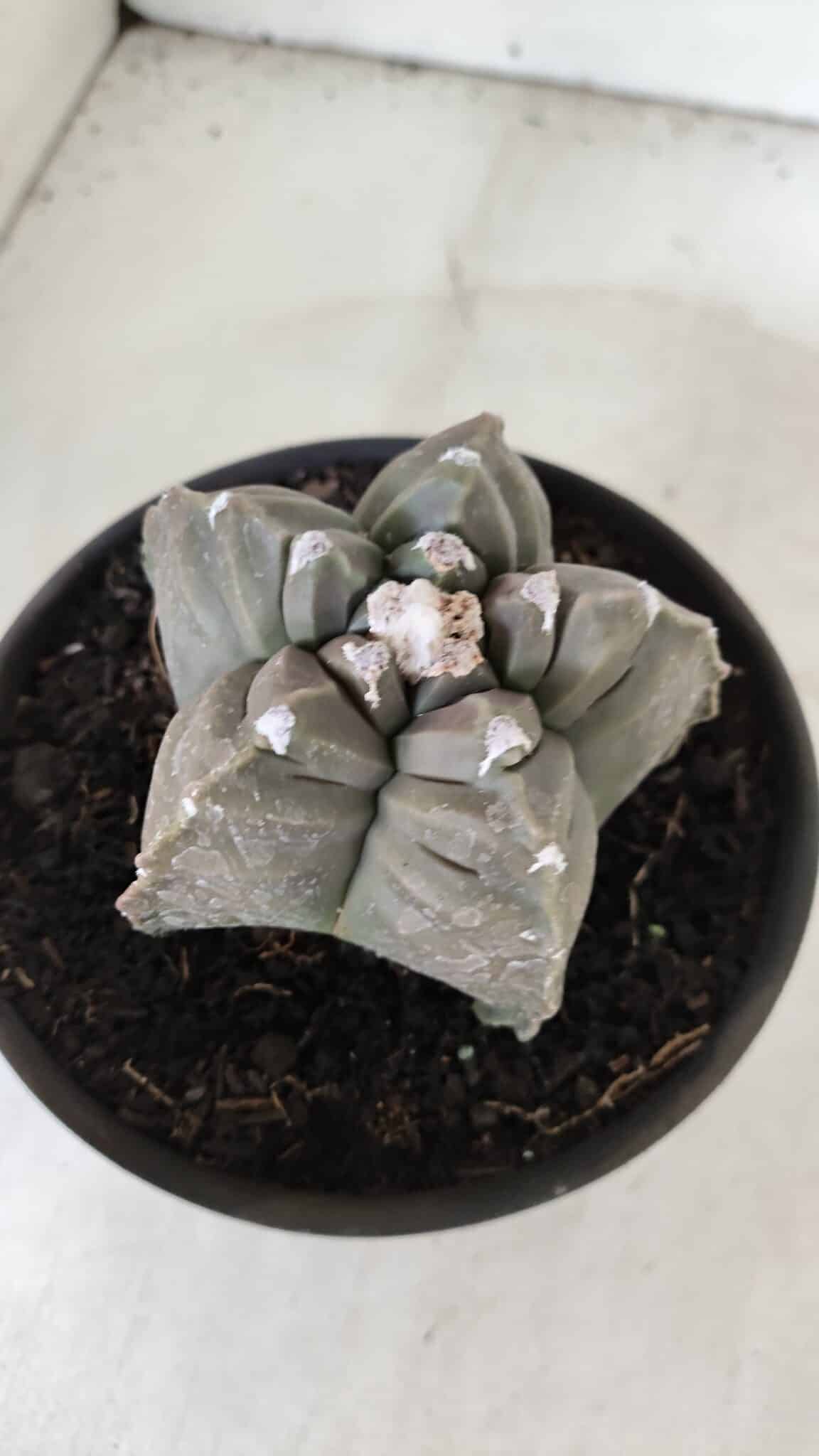 ASTROPHYTUM cv KIKKO  Nº 983 – vaso 15