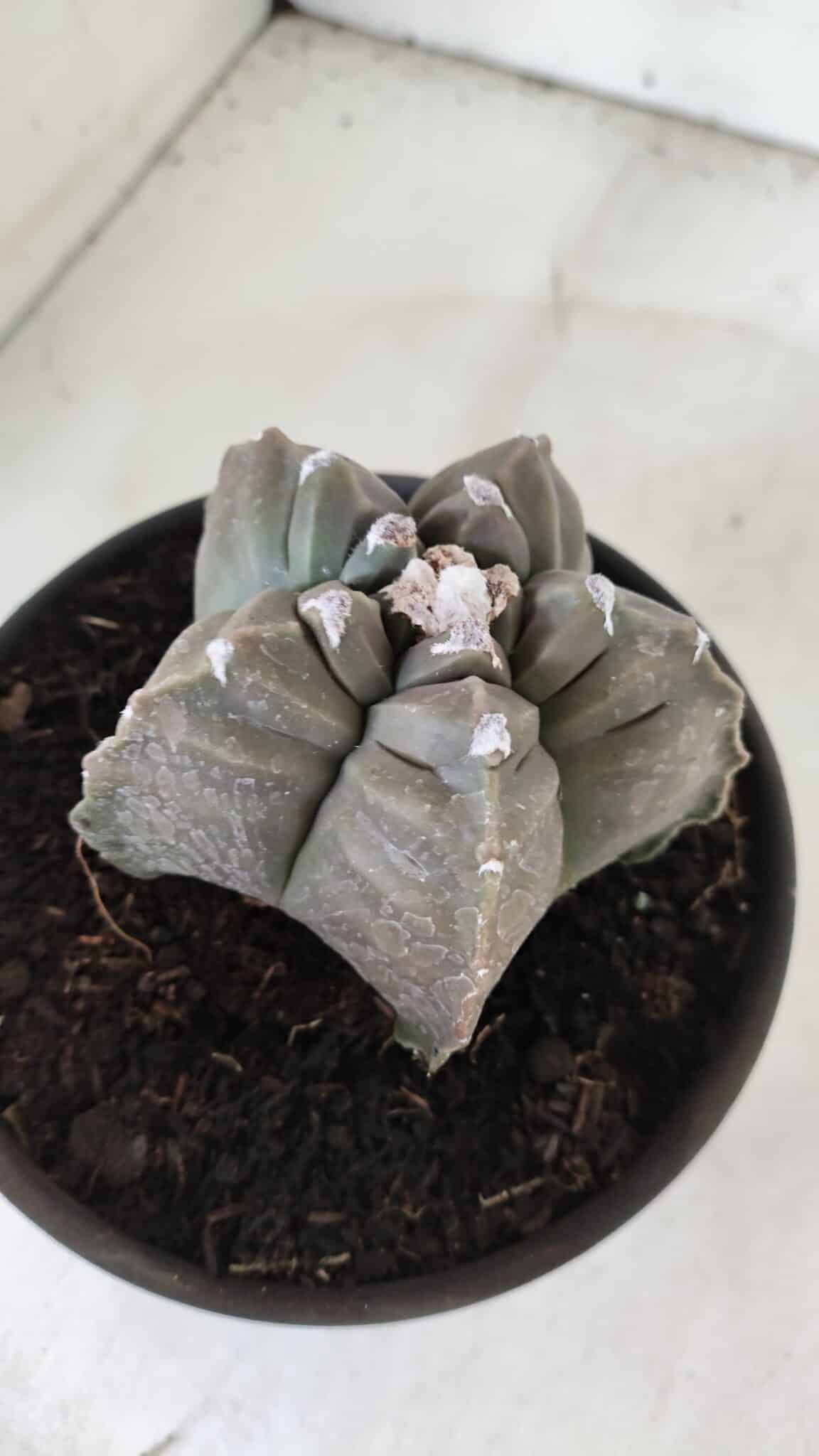 ASTROPHYTUM cv KIKKO  Nº 983 – vaso 15