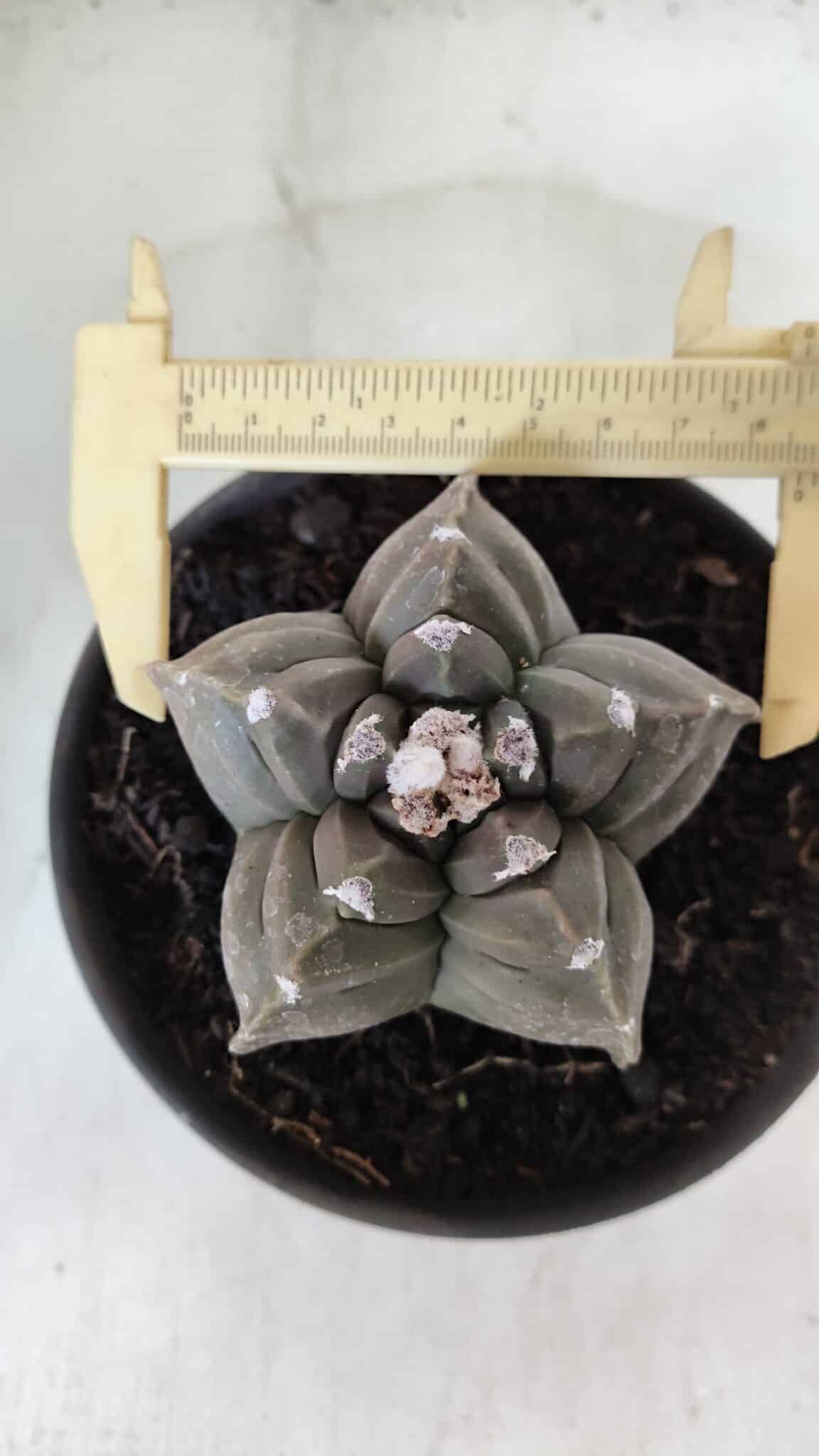 ASTROPHYTUM cv KIKKO  Nº 983 – vaso 15