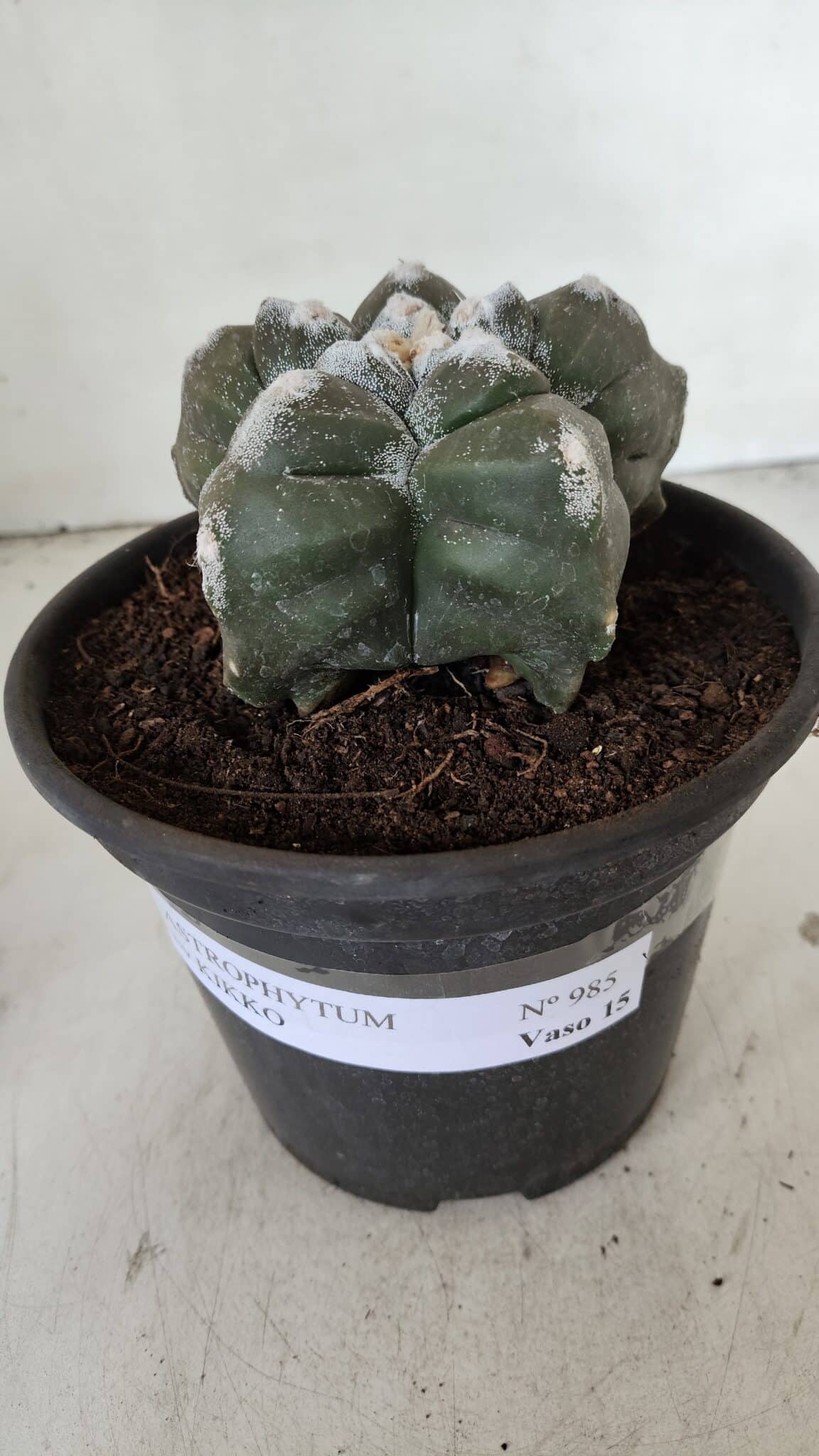 ASTROPHYTUM cv KIKKO  Nº 985 – vaso 15