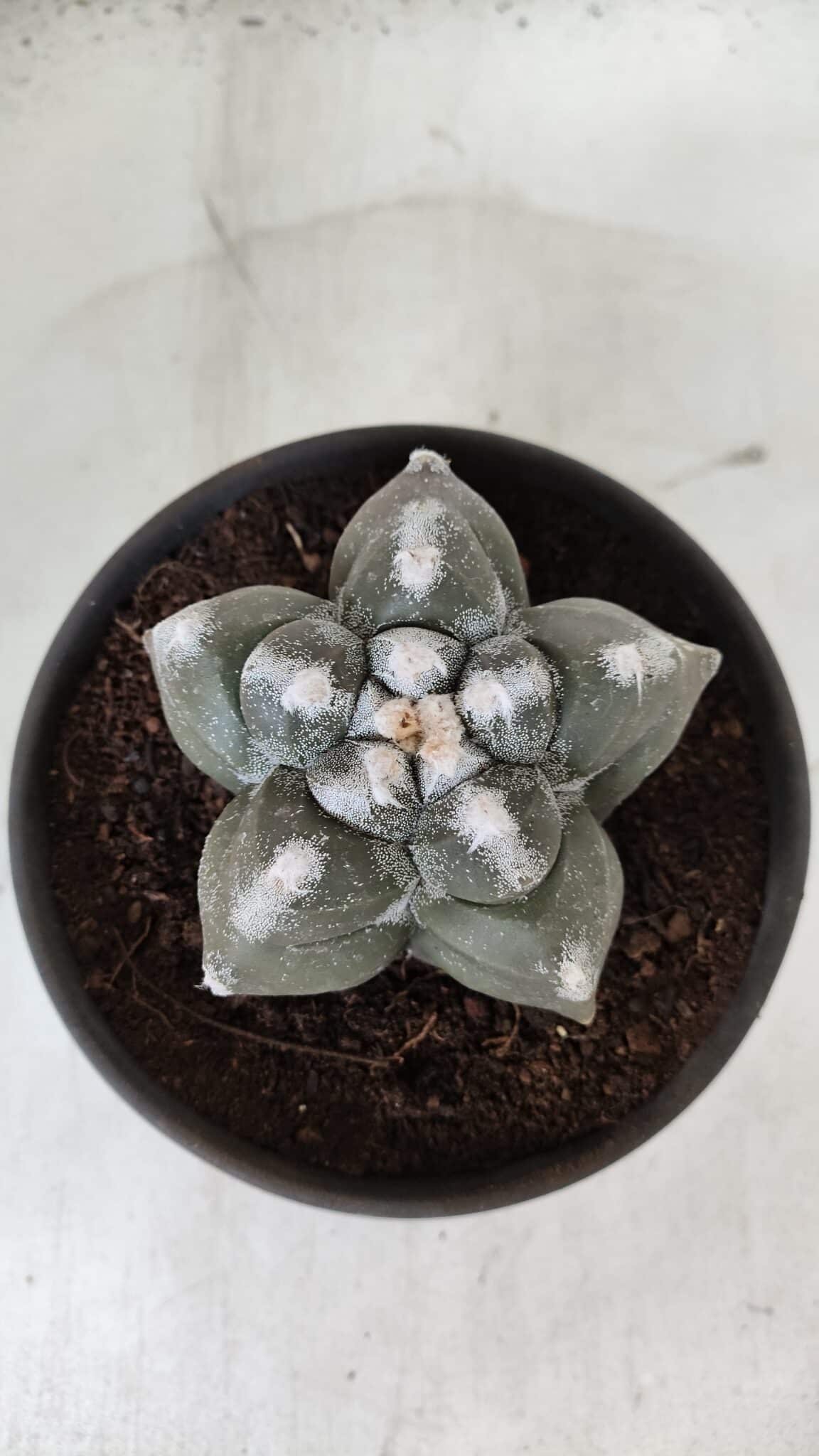 ASTROPHYTUM cv KIKKO  Nº 985 – vaso 15