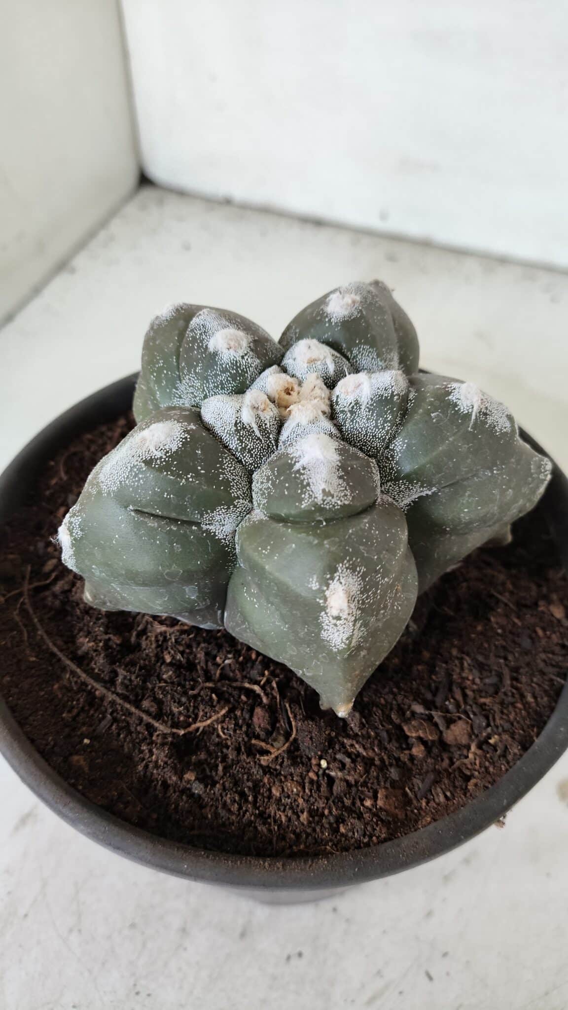 ASTROPHYTUM cv KIKKO  Nº 985 – vaso 15