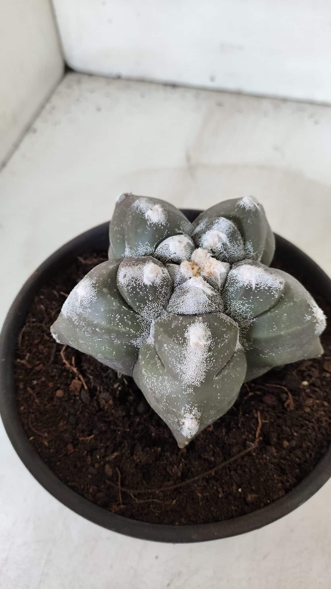 ASTROPHYTUM cv KIKKO  Nº 985 – vaso 15