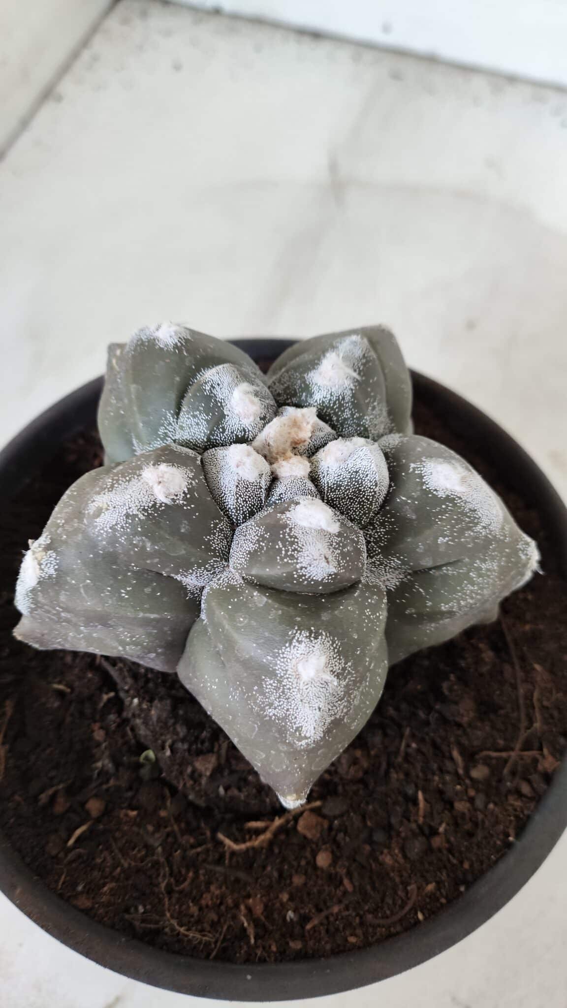 ASTROPHYTUM cv KIKKO  Nº 985 – vaso 15