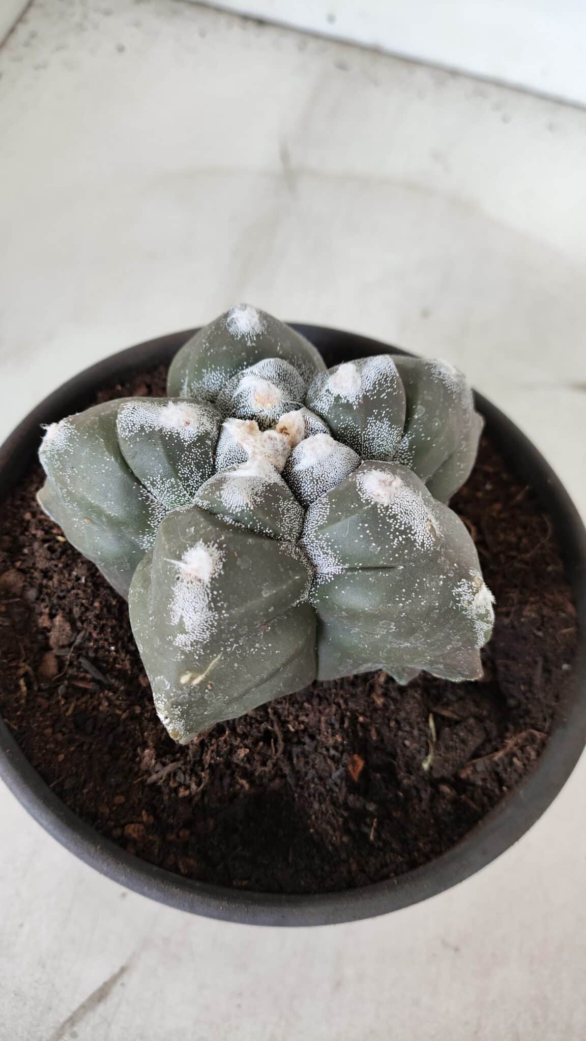 ASTROPHYTUM cv KIKKO  Nº 985 – vaso 15